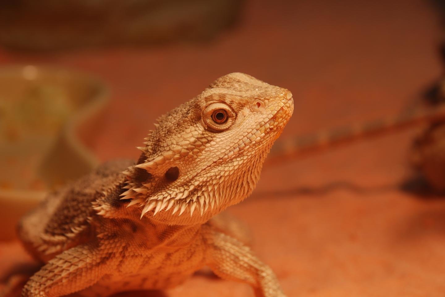 Best Bearded Dragon wallpaper ID:396839 for High Resolution hd 1440x960 computer