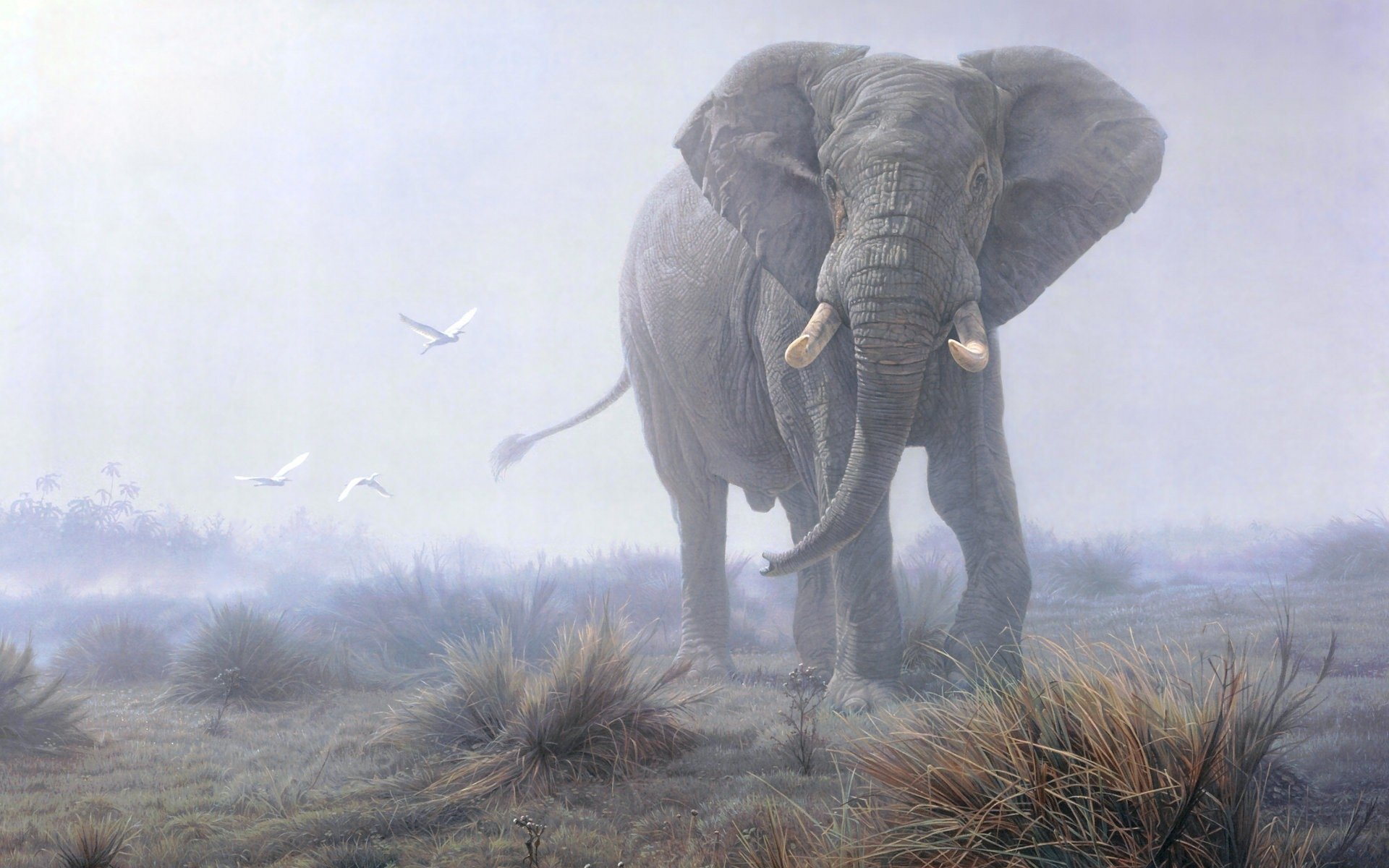 High resolution Elephant hd 1920x1200 wallpaper ID:132701 for desktop