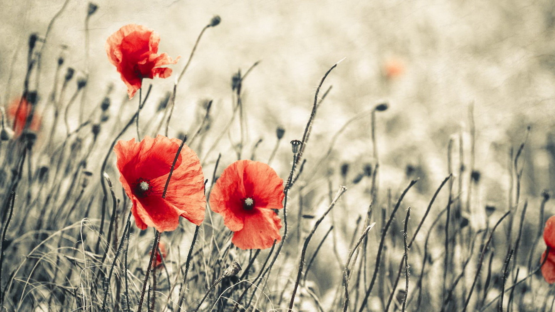 Free Poppy high quality wallpaper ID:99675 for hd 1920x1080 computer