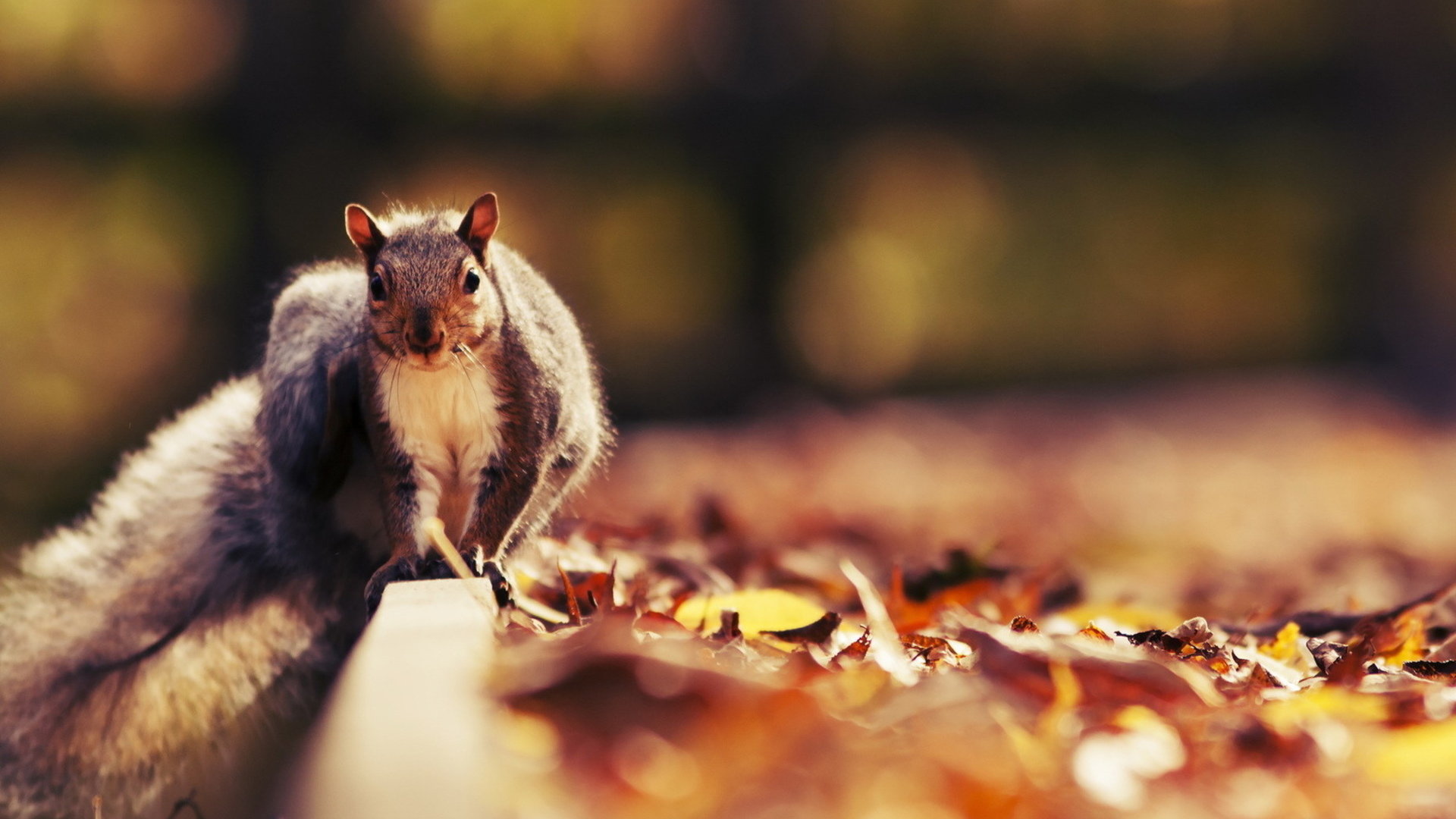 Best Squirrel wallpaper ID:311528 for High Resolution 1080p computer
