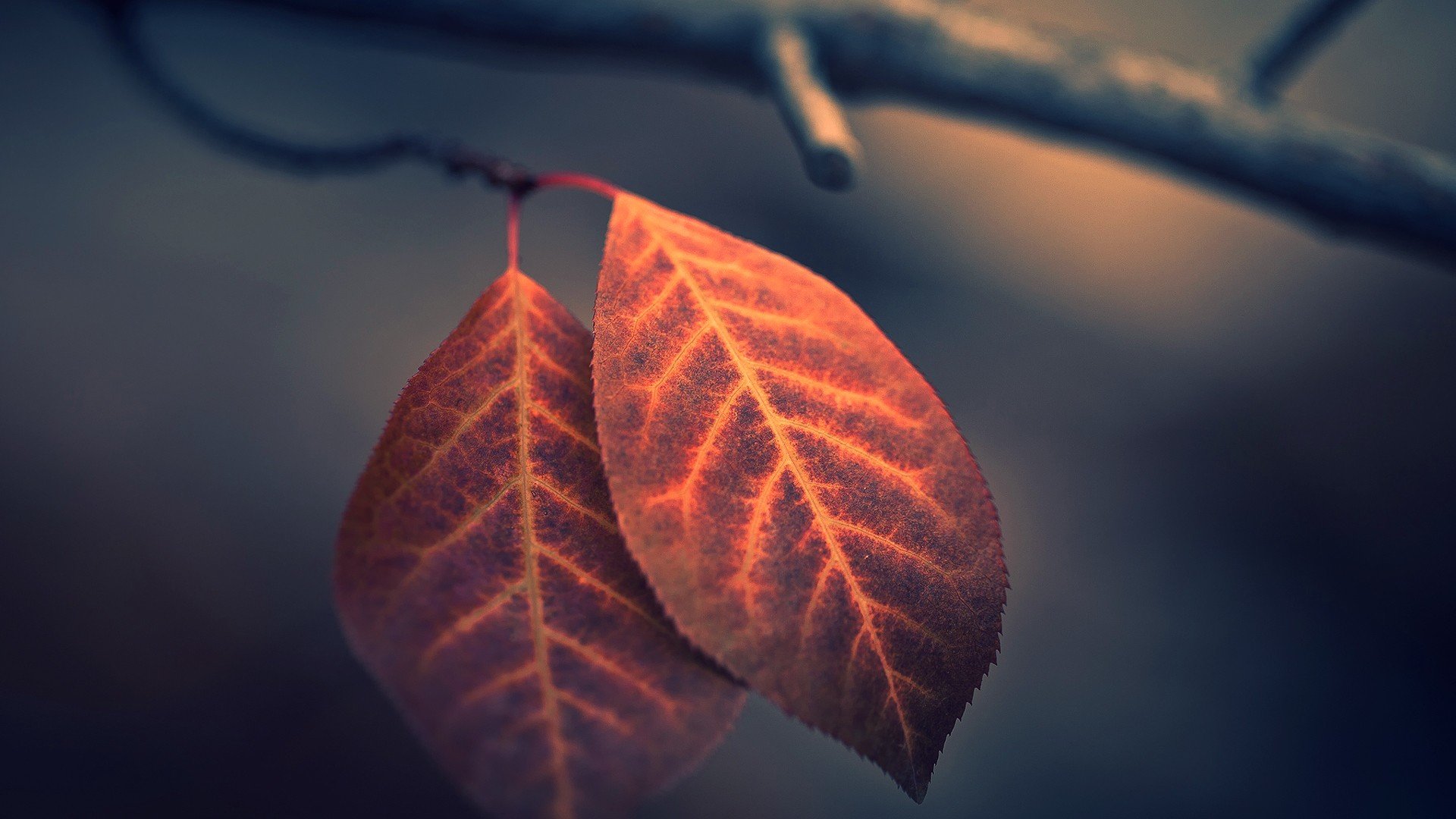 Download full hd 1080p Leaf PC wallpaper ID:361684 for free