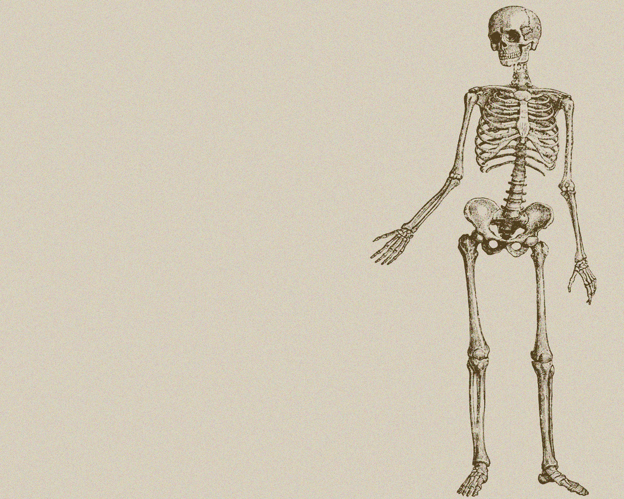Free Skeleton high quality background ID:125496 for hd 1280x1024 desktop