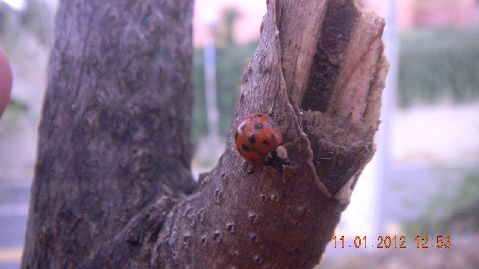 Free Ladybug high quality wallpaper ID:270564 for hd 1600x900 desktop