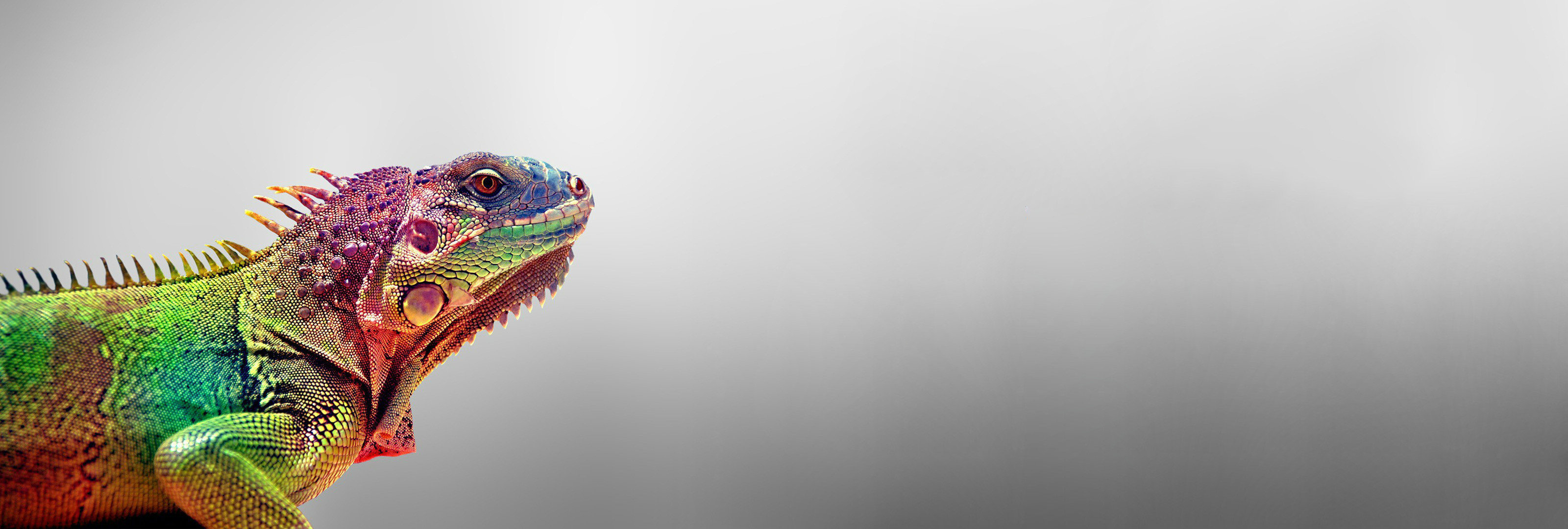 Free download Lizard background ID:443879 hd 3200x1080 for computer