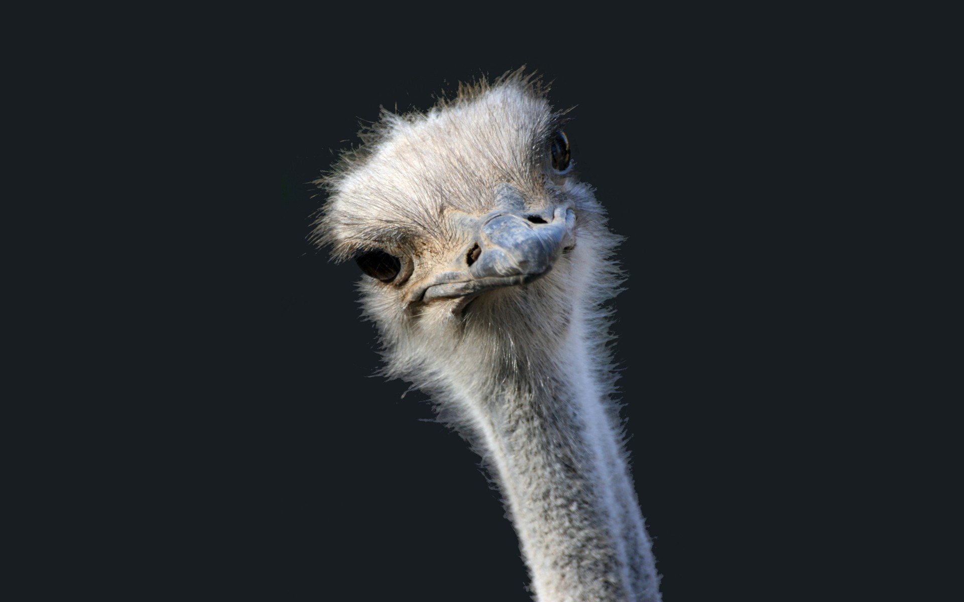 Free download Ostrich wallpaper ID:290151 hd 1920x1200 for PC