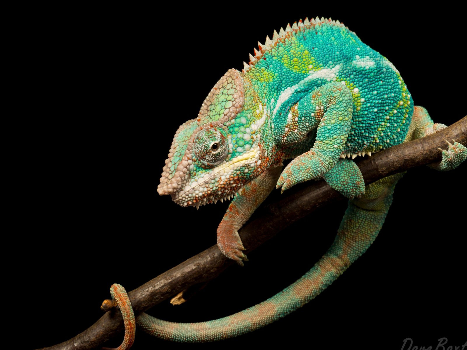 Best Chameleon background ID:462508 for High Resolution hd 1600x1200 PC