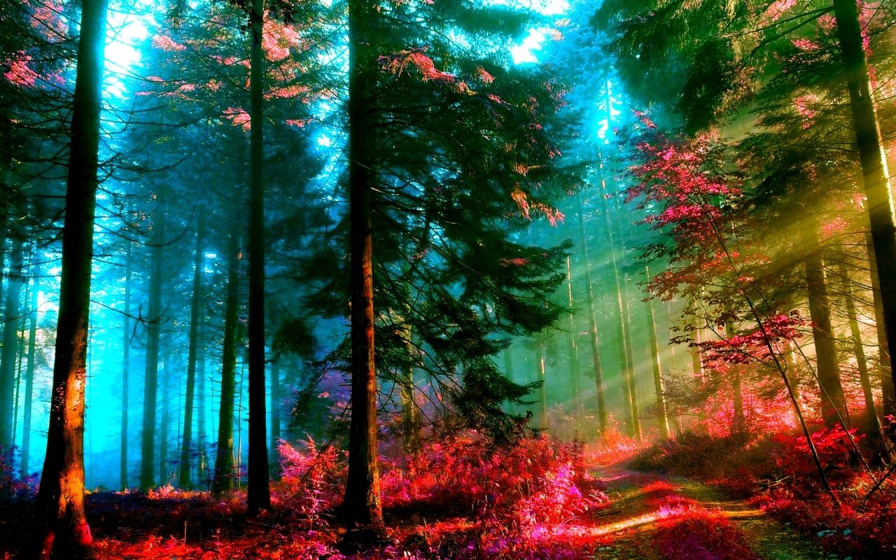 Download hd 1280x800 Forest computer background ID:348347 for free