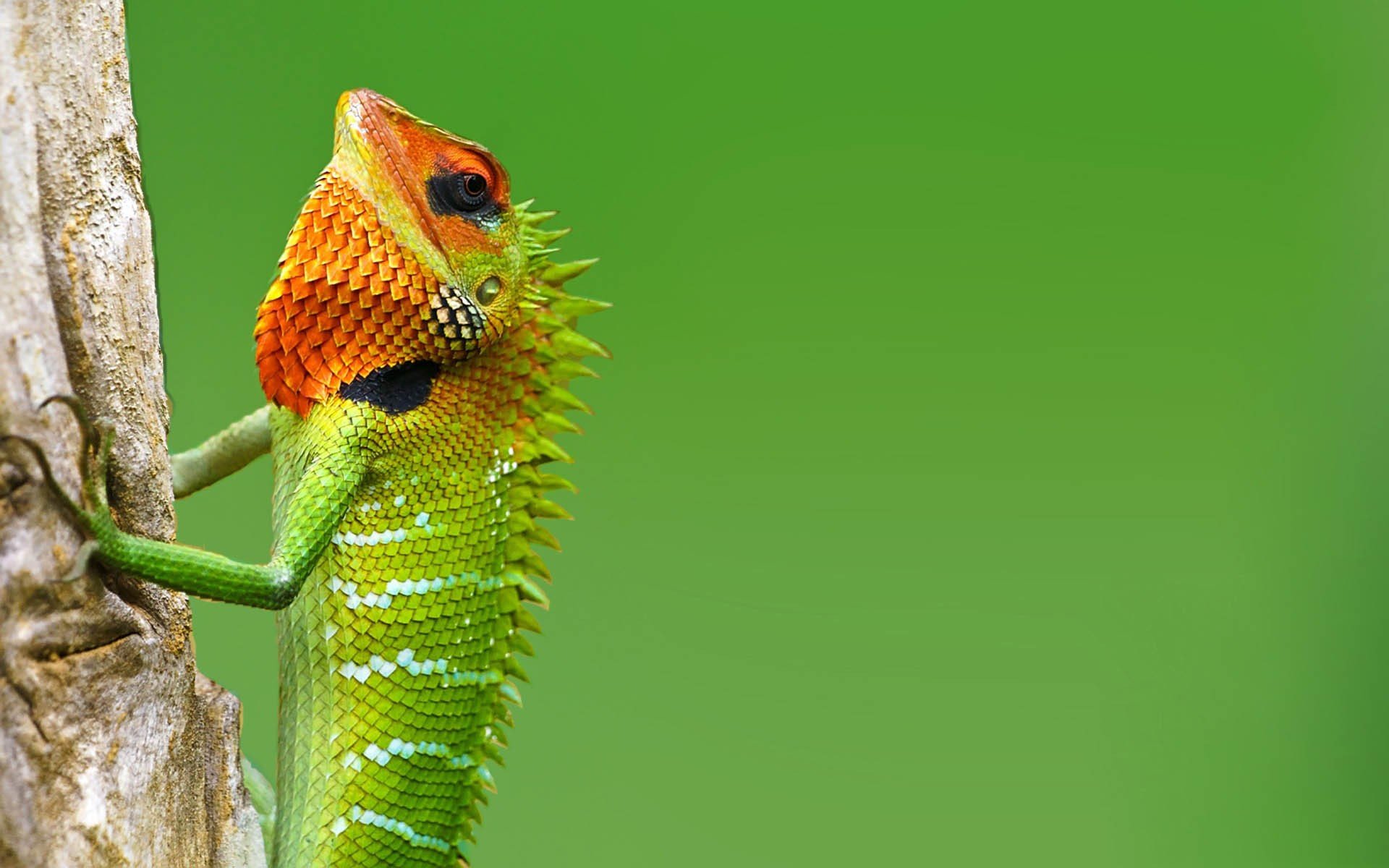 Download hd 1920x1200 Lizard PC background ID:444080 for free