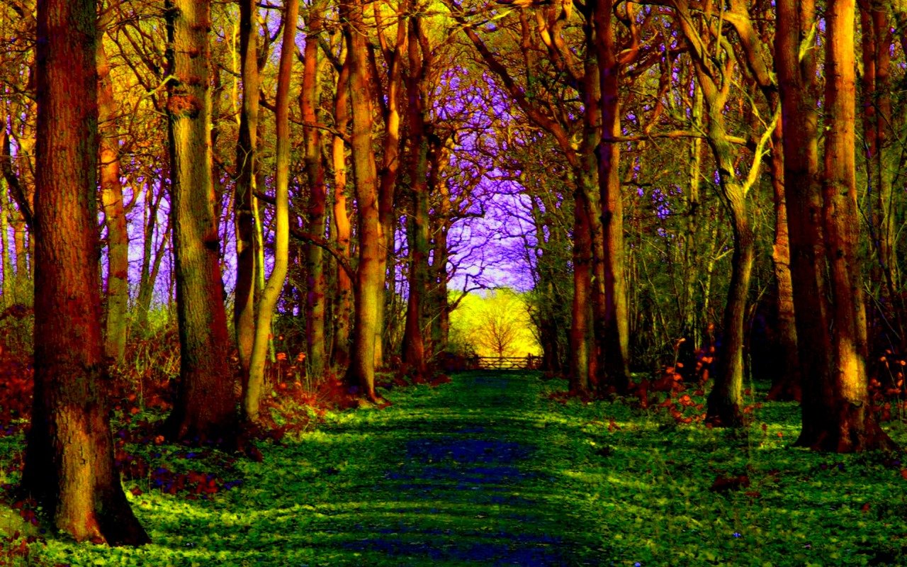 Awesome Path free background ID:465587 for hd 1280x800 computer