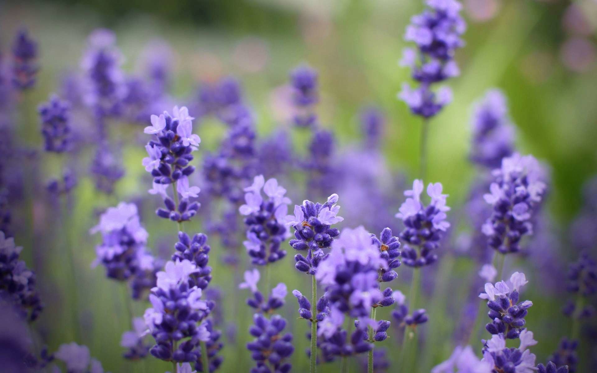 Free download Lavender wallpaper ID:67409 hd 1920x1200 for computer