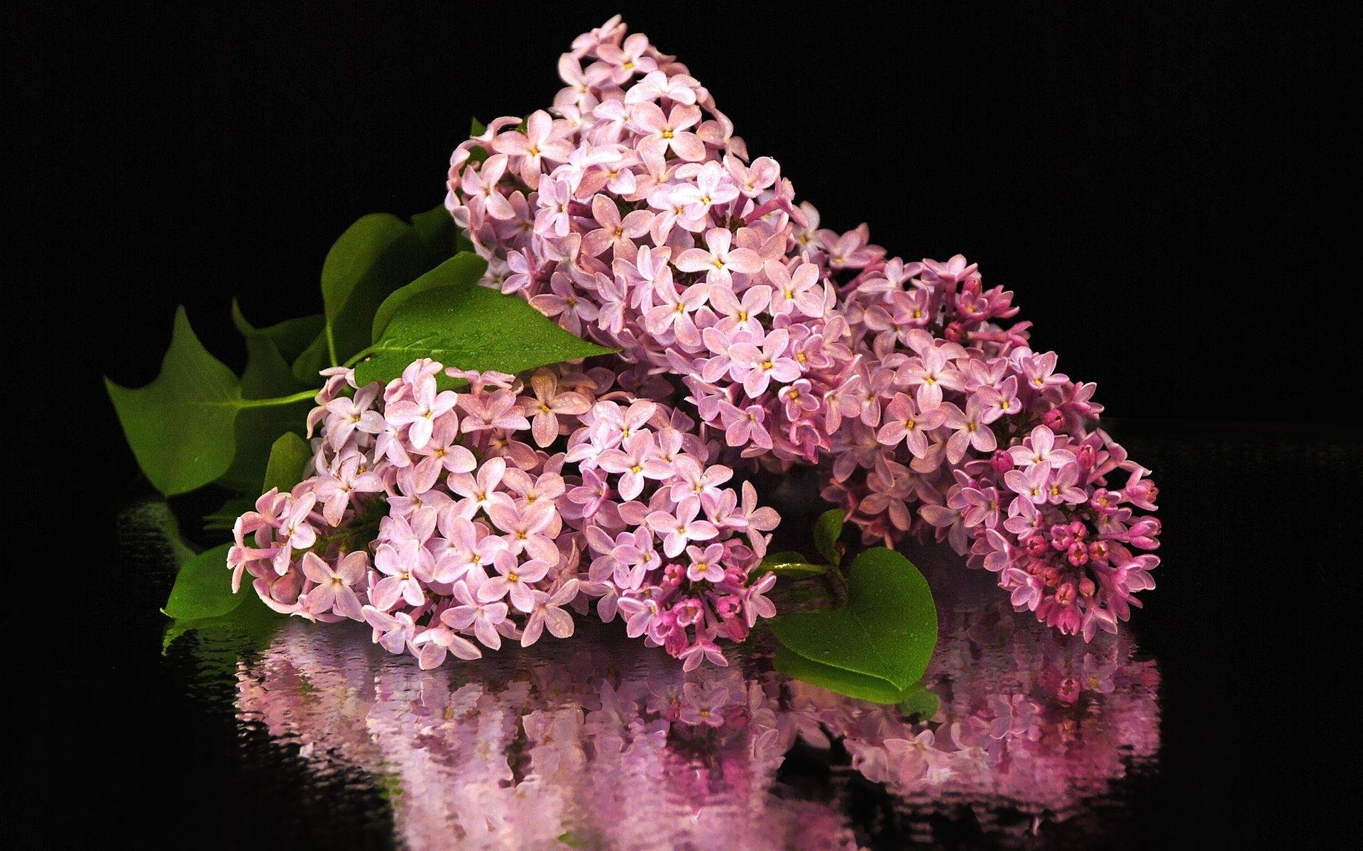 Download hd 1920x1200 Lilac computer wallpaper ID:276174 for free