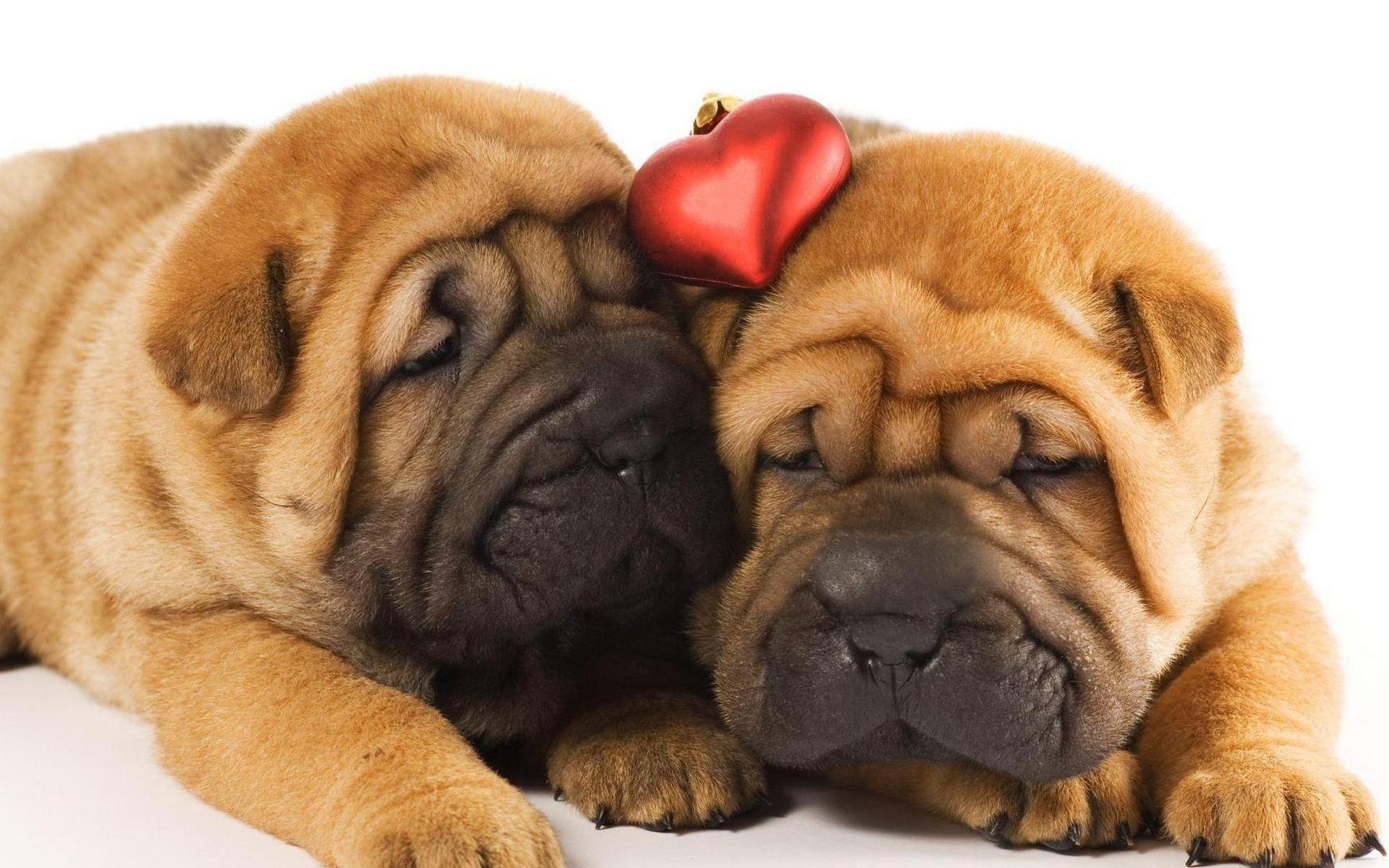 Awesome Shar Pei free background ID:376293 for hd 1920x1200 PC