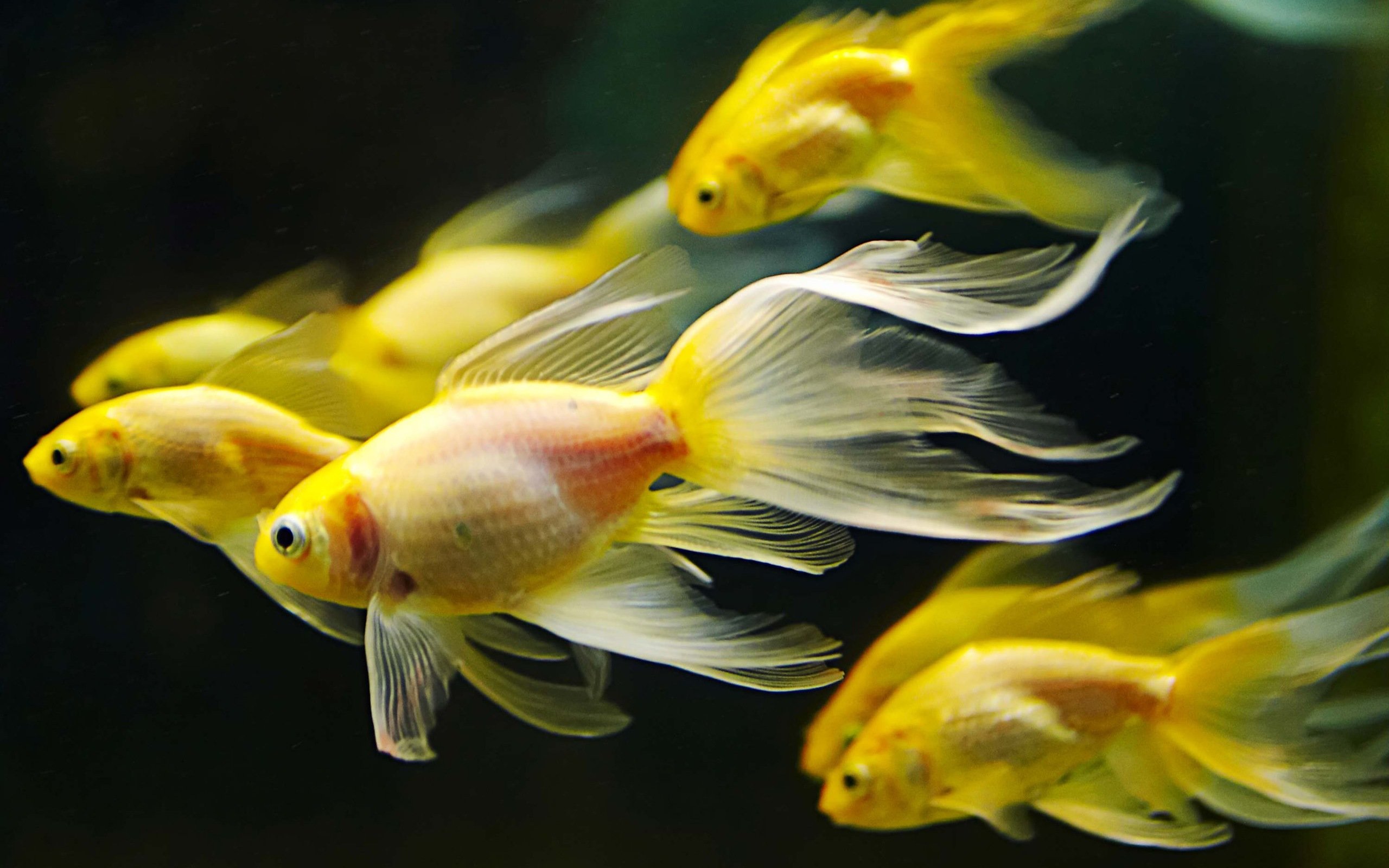Awesome Goldfish free background ID:464128 for hd 2560x1600 PC