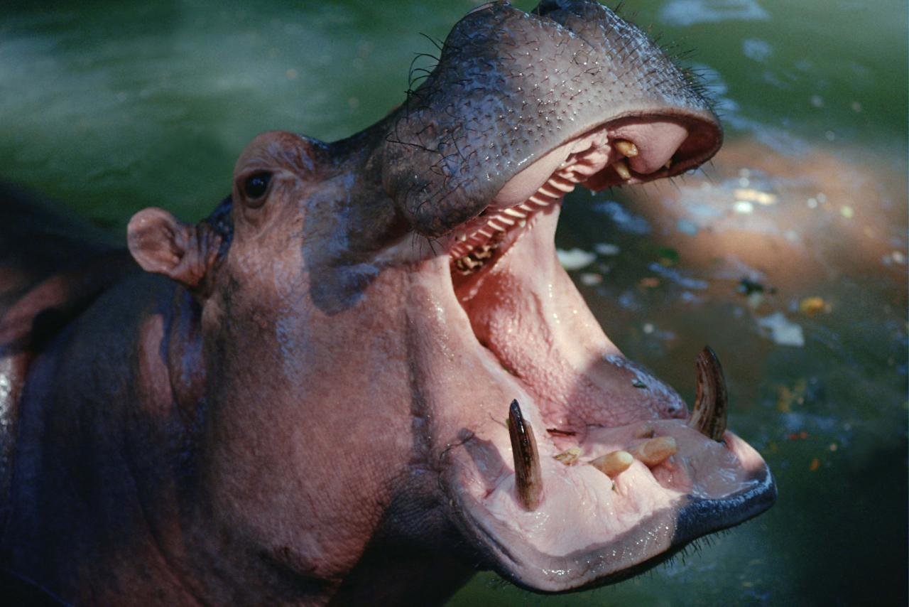 Awesome Hippo free background ID:28806 for hd 1280x854 computer
