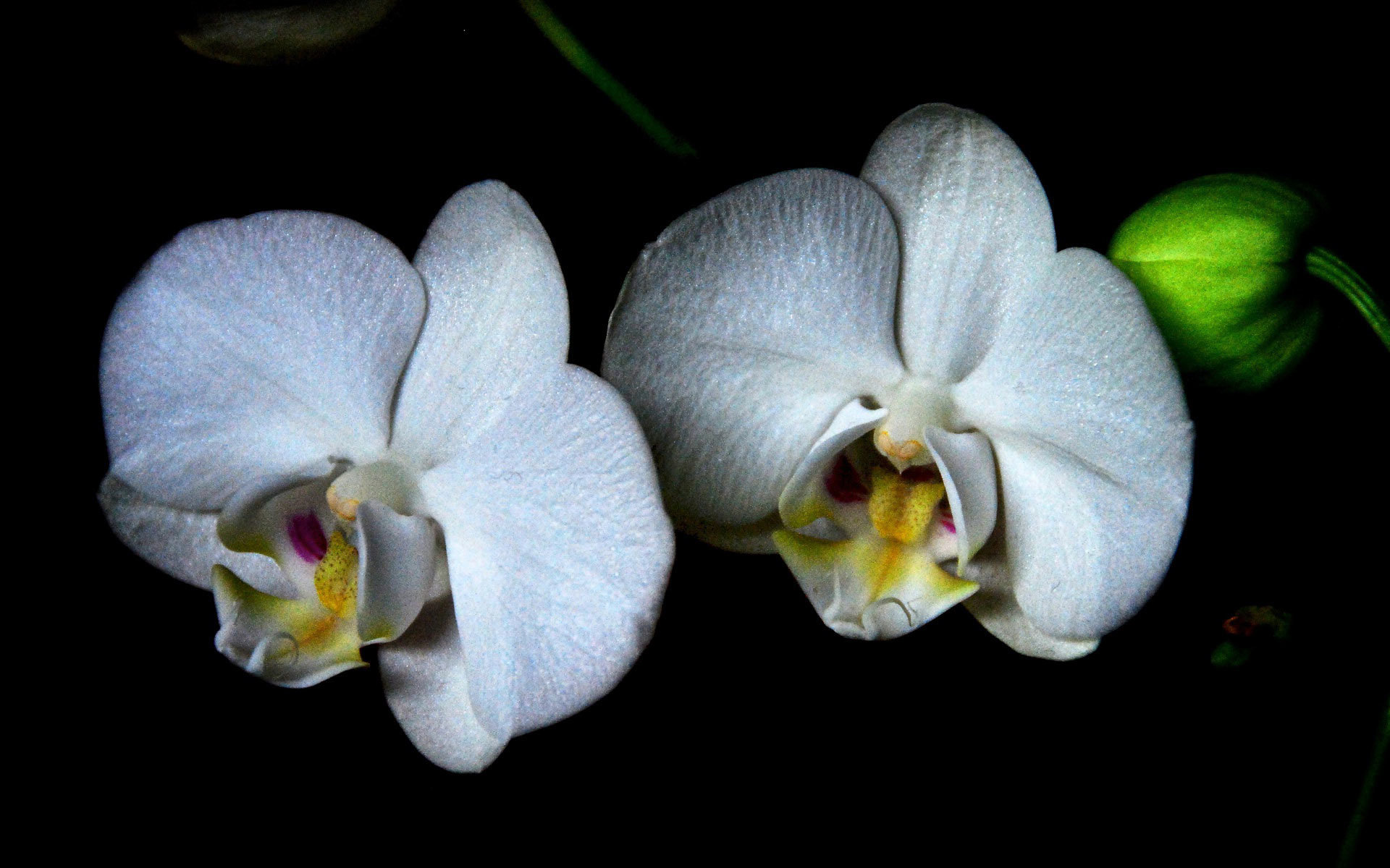 Download hd 1920x1200 Orchid computer wallpaper ID:449585 for free