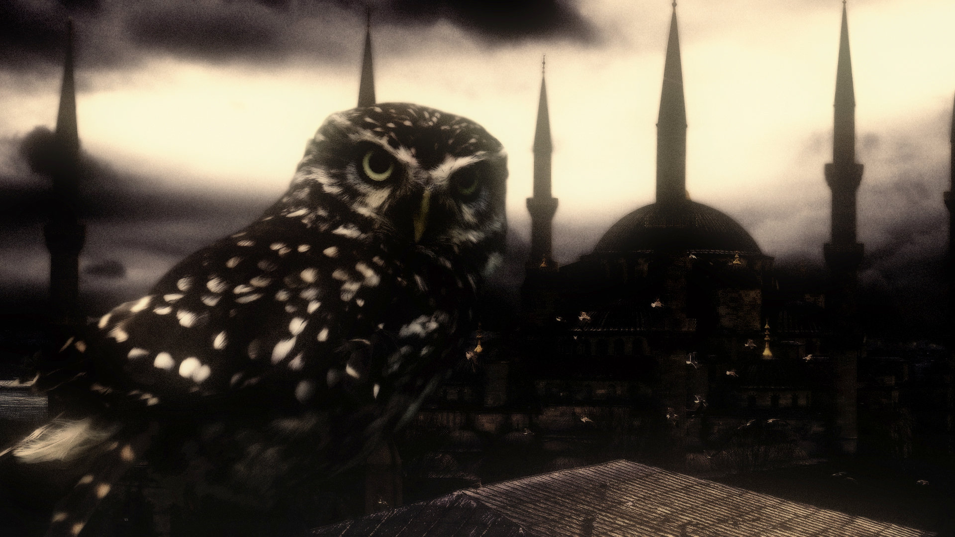 Free Owl high quality background ID:237137 for full hd 1920x1080 desktop