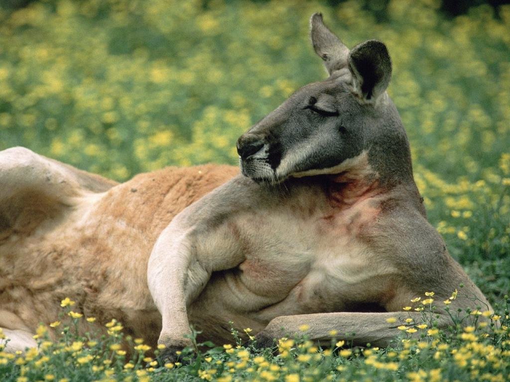 Best Kangaroo background ID:122522 for High Resolution hd 1024x768 PC
