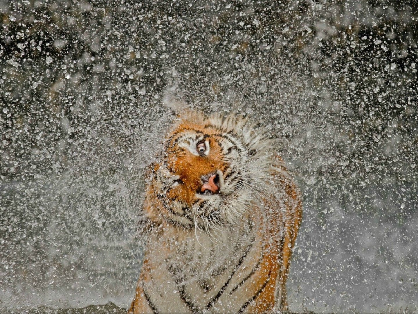 Awesome Tiger free wallpaper ID:115794 for hd 1440x1080 PC
