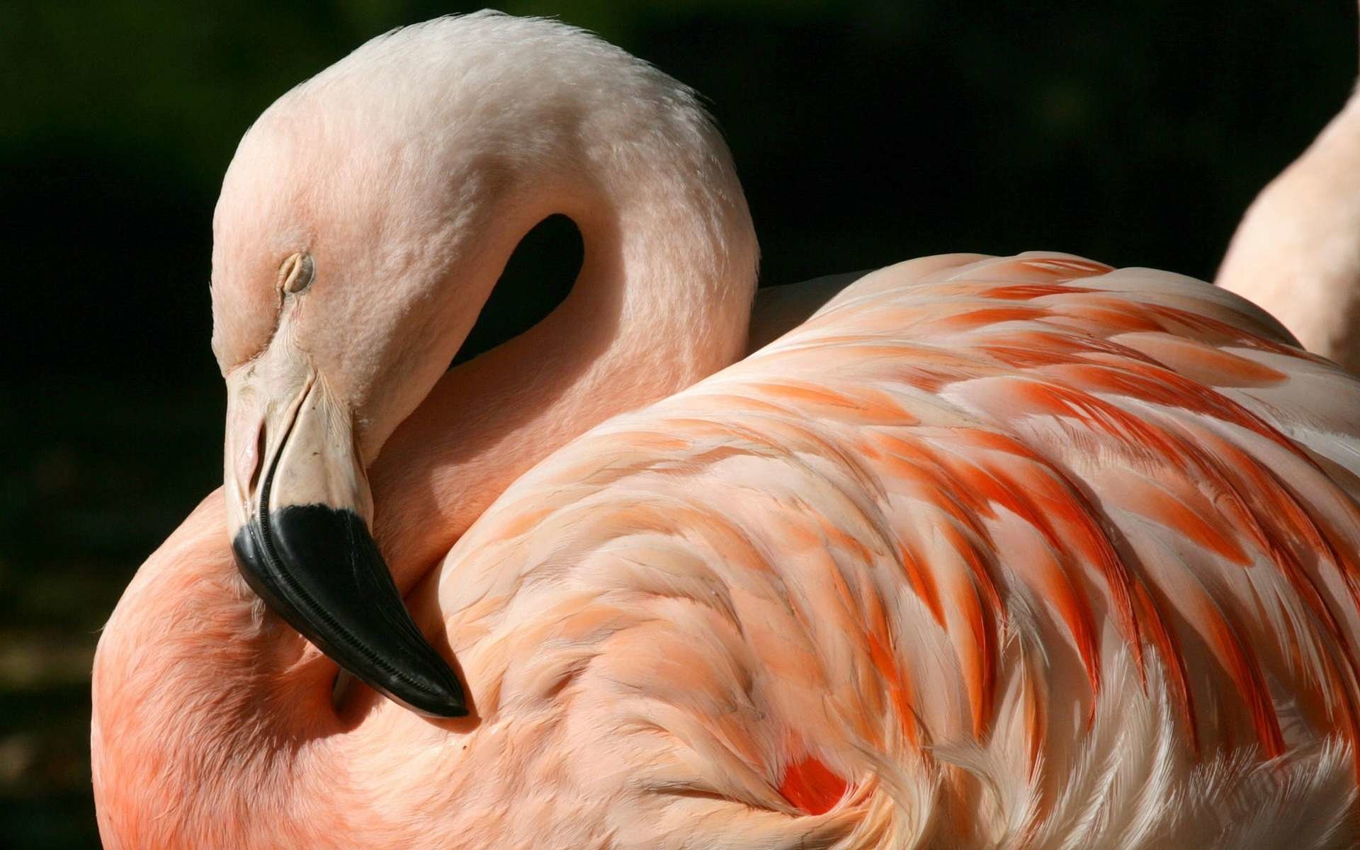 Free Flamingo high quality background ID:66620 for hd 1920x1200 computer
