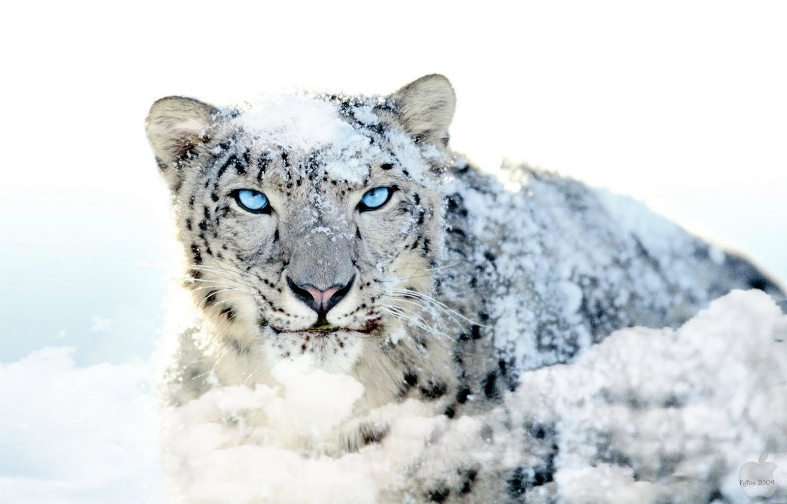 Free download Snow Leopard wallpaper ID:34289 hd 1600x1024 for desktop