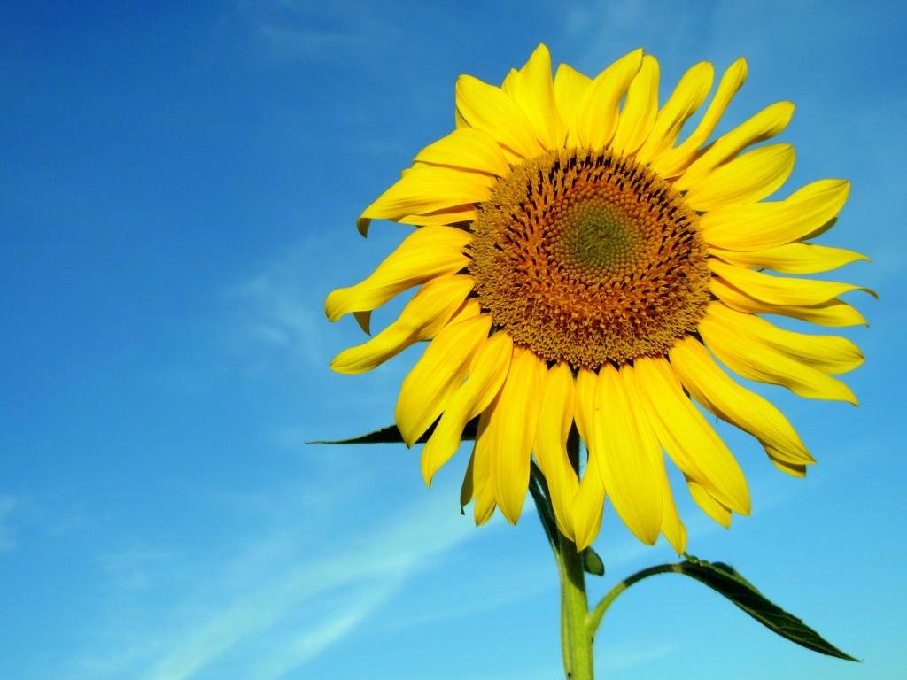 Free download Sunflower background ID:226364 hd 1024x768 for PC