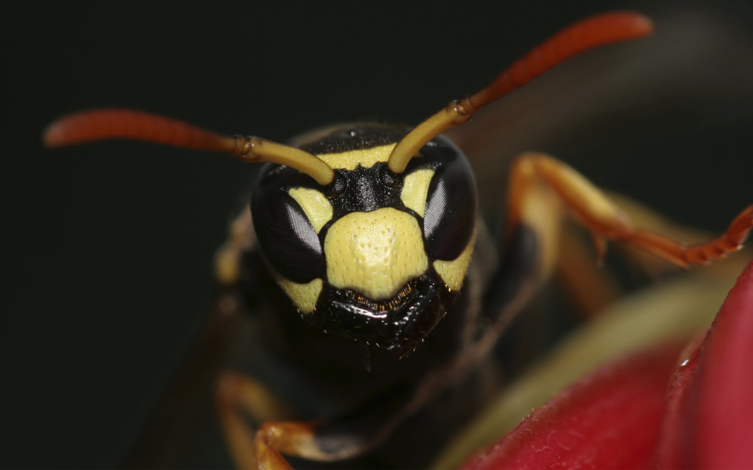 Download hd 2560x1600 Wasp computer wallpaper ID:48146 for free