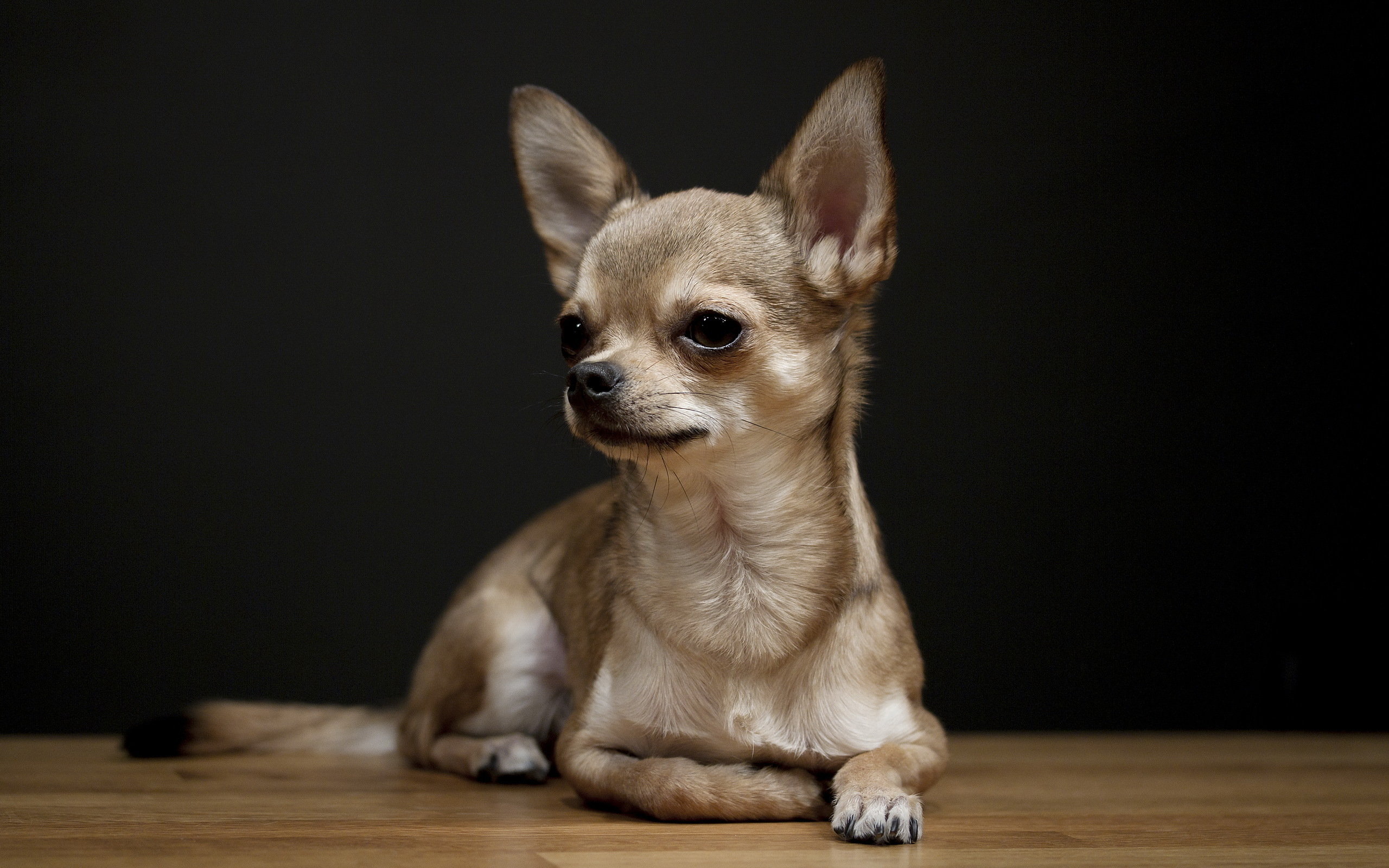 Best Chihuahua wallpaper ID:84179 for High Resolution hd 2560x1600 PC