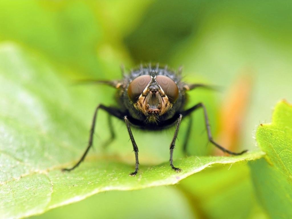 High resolution Fly hd 1024x768 background ID:275239 for PC