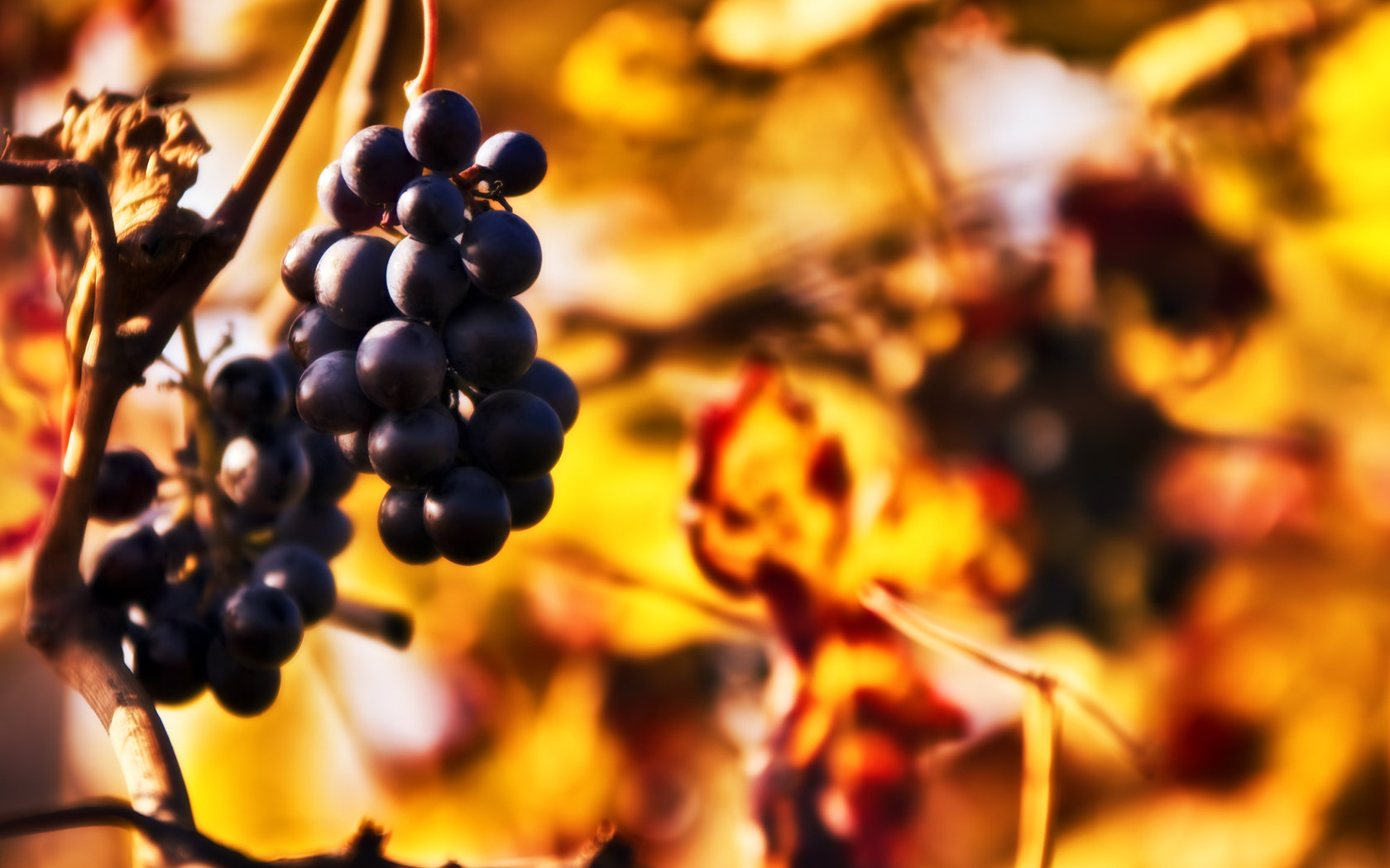 Free Grapes high quality background ID:420833 for hd 1680x1050 desktop