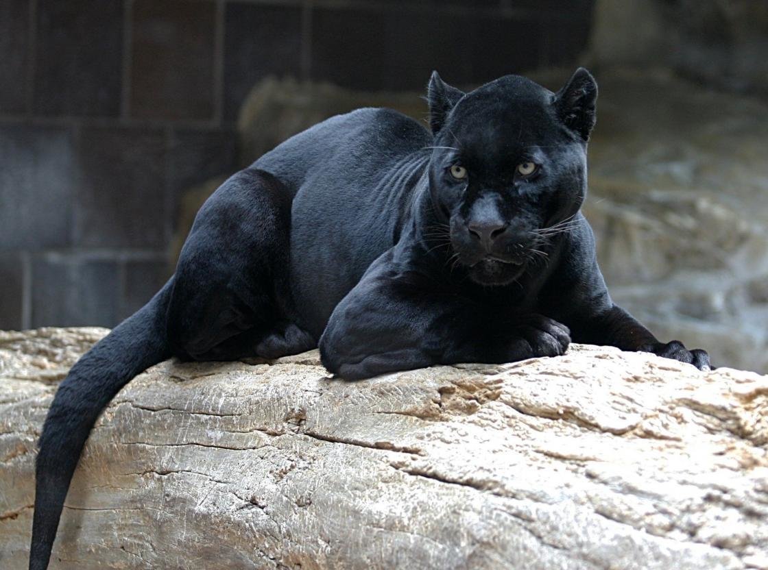 Awesome Panther free wallpaper ID:357171 for hd 1120x832 desktop