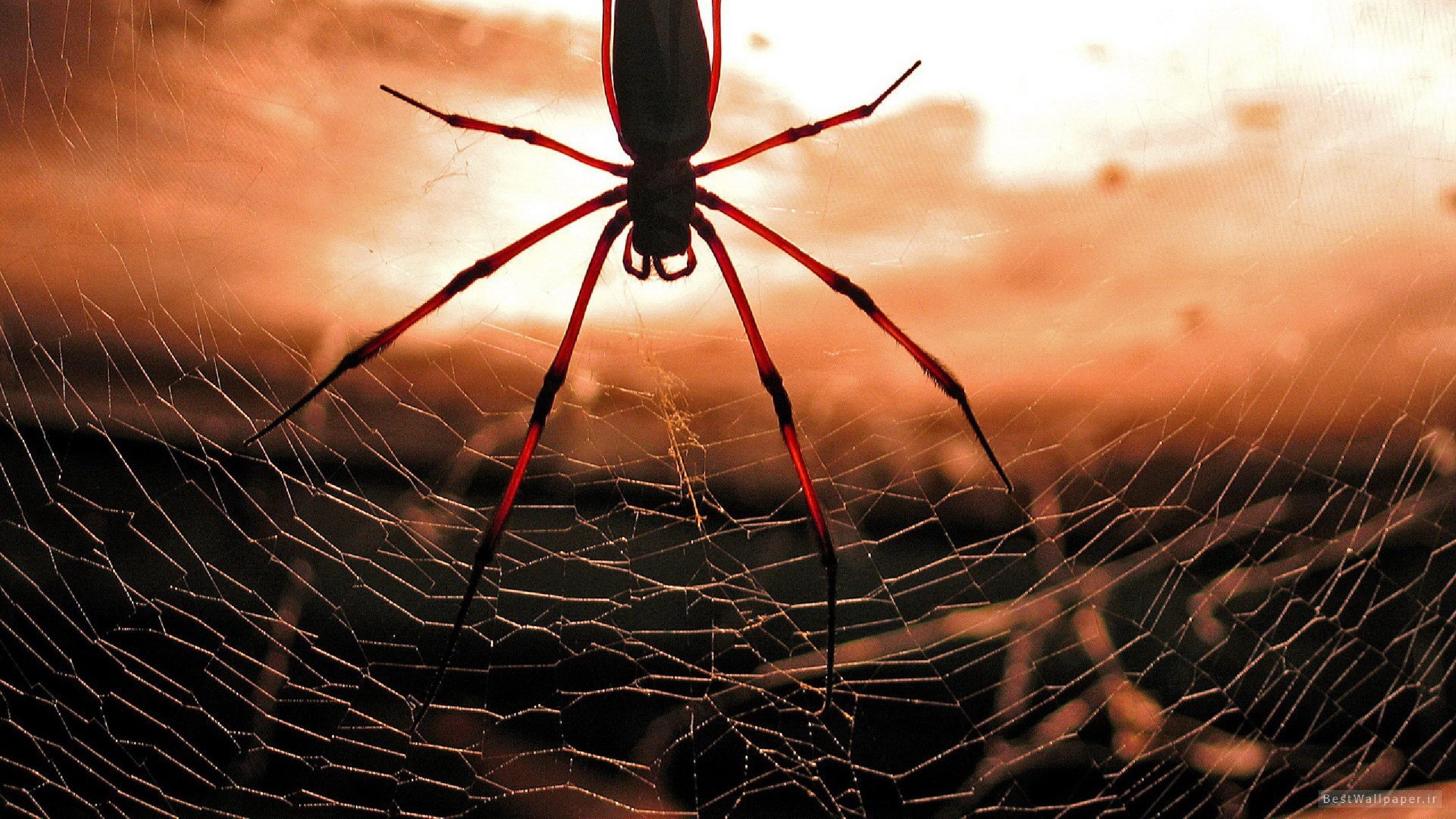 Awesome Spider free wallpaper ID:22104 for hd 2560x1440 computer