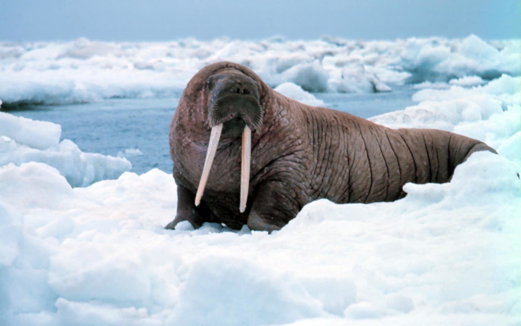 Free Walrus high quality background ID:394825 for hd 1680x1050 computer
