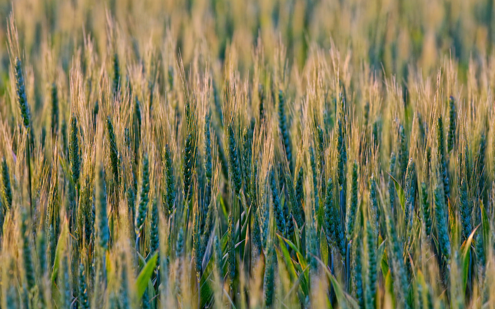 Download hd 1680x1050 Wheat computer wallpaper ID:392130 for free