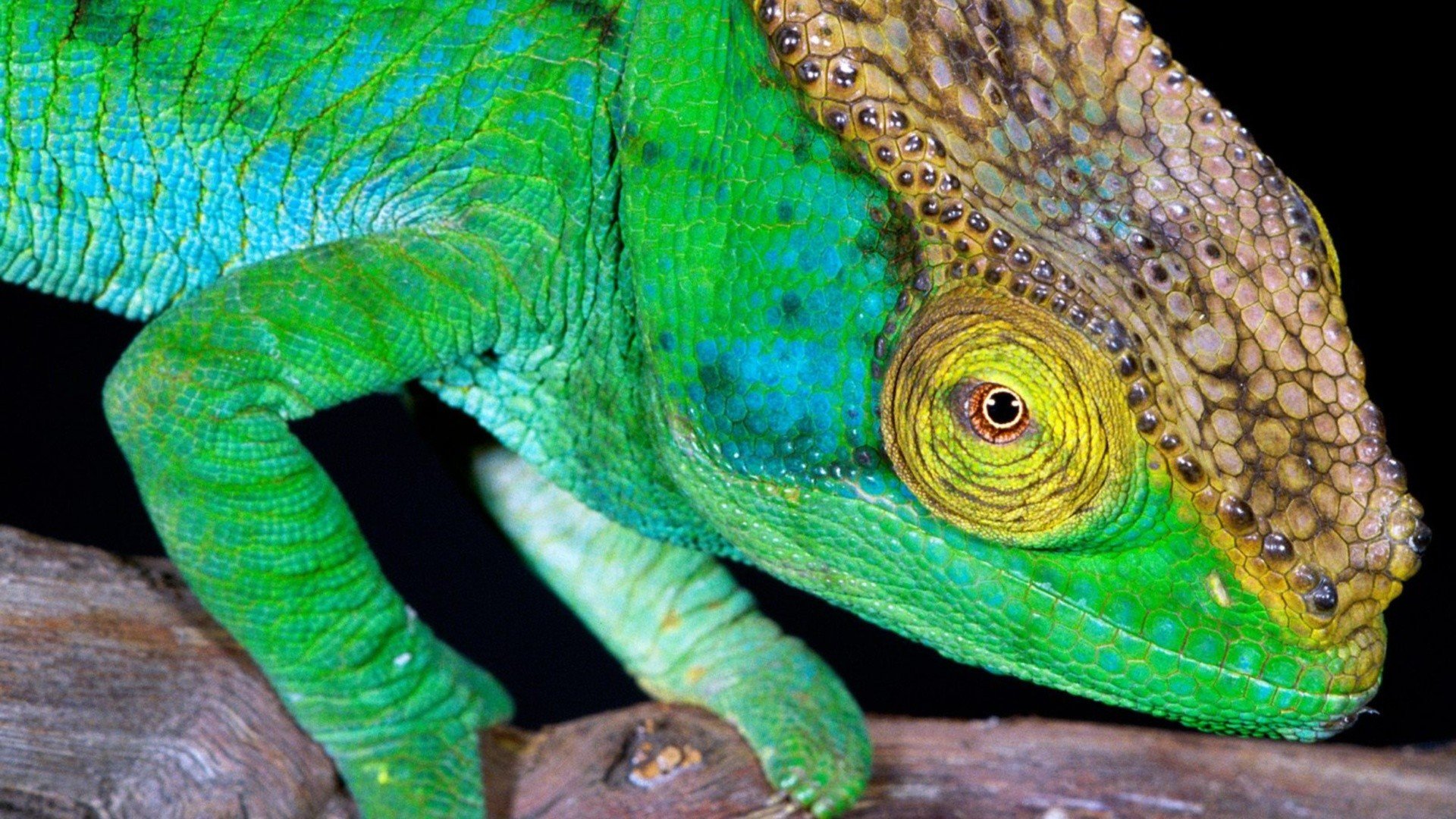 High resolution Chameleon full hd 1920x1080 background ID:462557 for computer