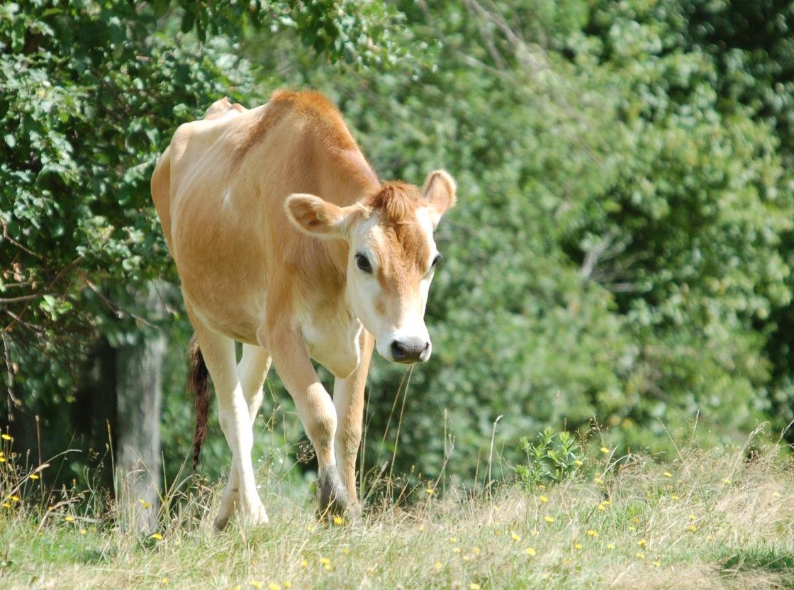 Free Cow high quality wallpaper ID:466875 for hd 1120x832 PC