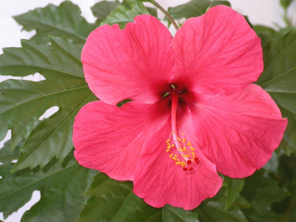 Awesome Hibiscus free background ID:24465 for hd 1024x768 desktop
