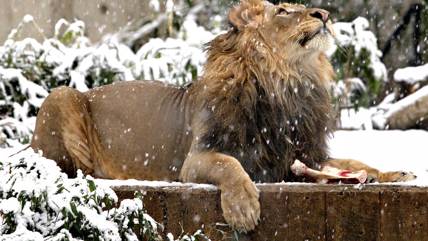 High resolution Lion 1366x768 laptop background ID:255286 for computer