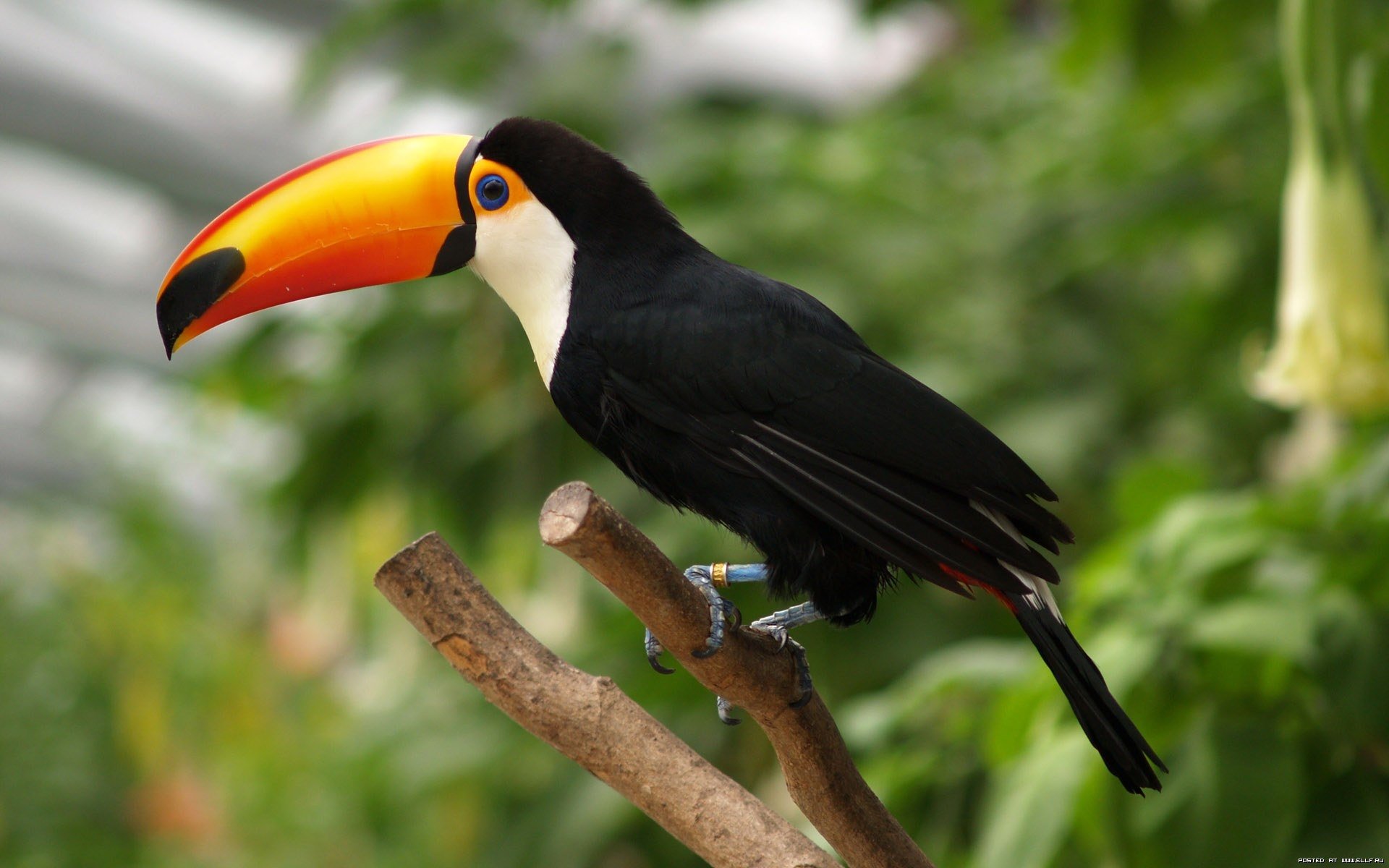 Download hd 1920x1200 Toucan PC wallpaper ID:57314 for free