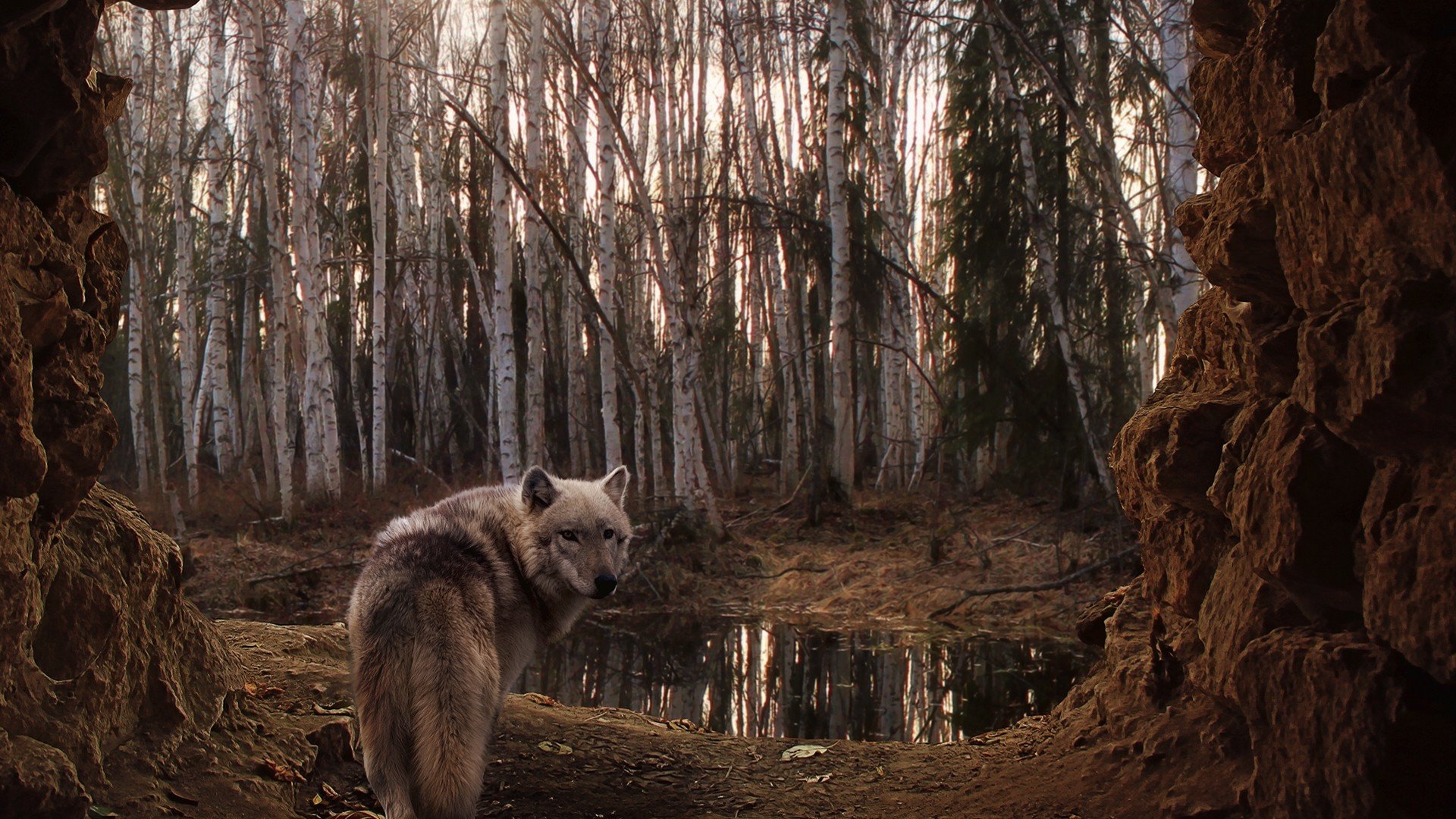 High resolution Wolf full hd 1920x1080 wallpaper ID:117664 for computer