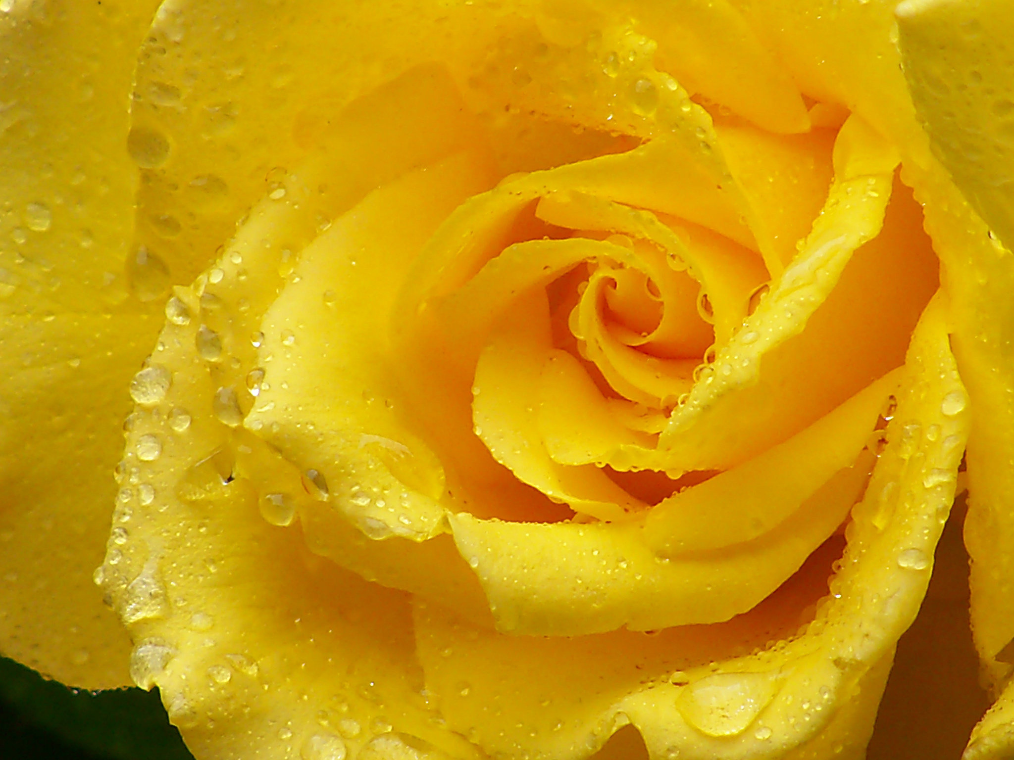 Download hd 2048x1536 Rose desktop background ID:472955 for free