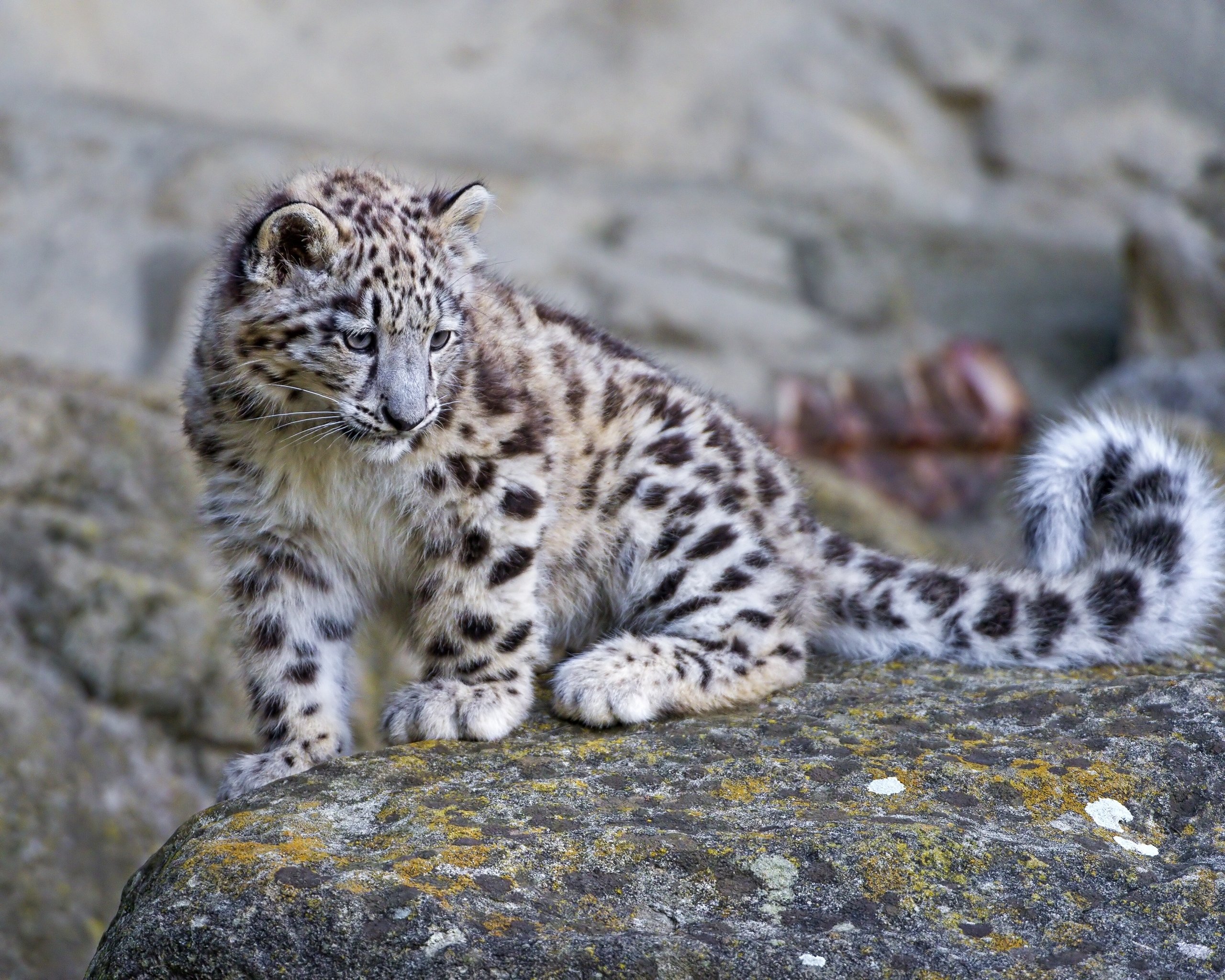 Download hd 2560x2048 Snow Leopard computer wallpaper ID:34374 for free
