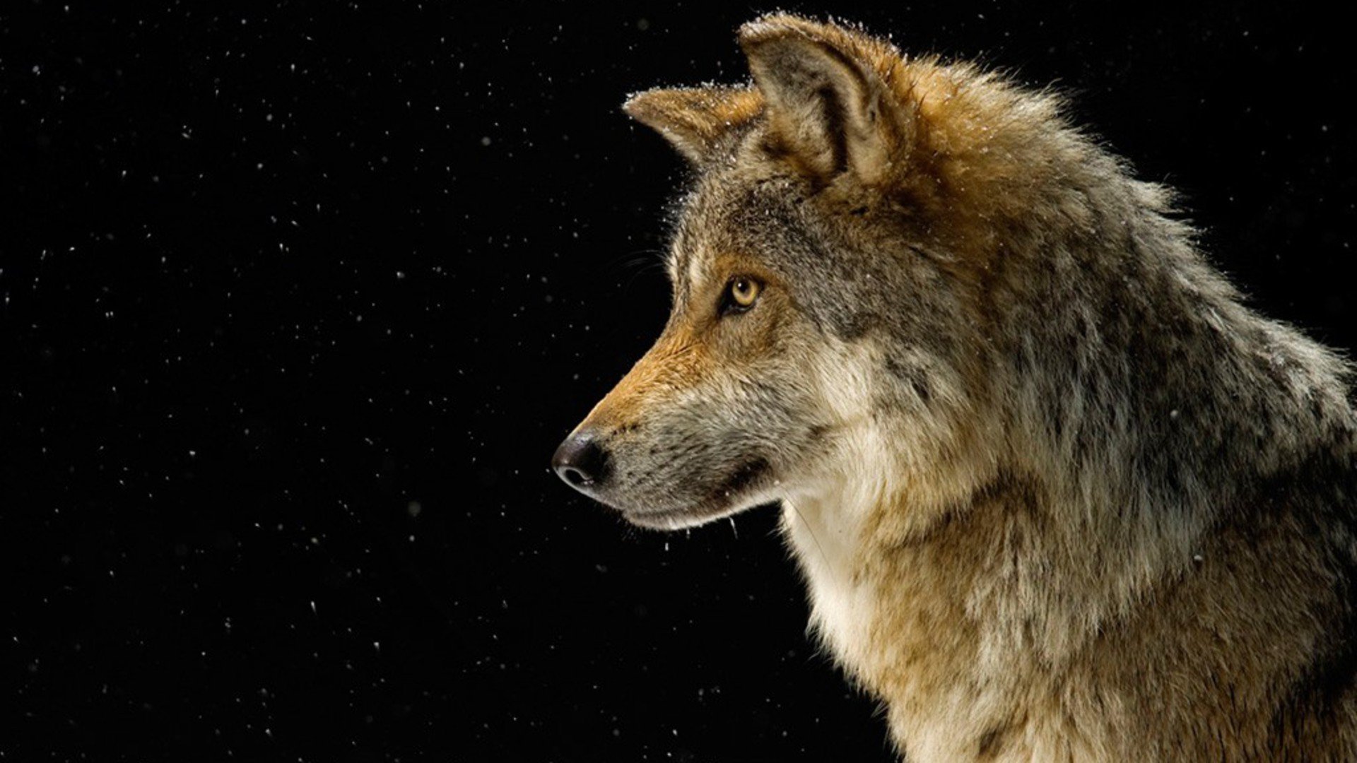 Best Wolf background ID:117863 for High Resolution full hd 1920x1080 computer