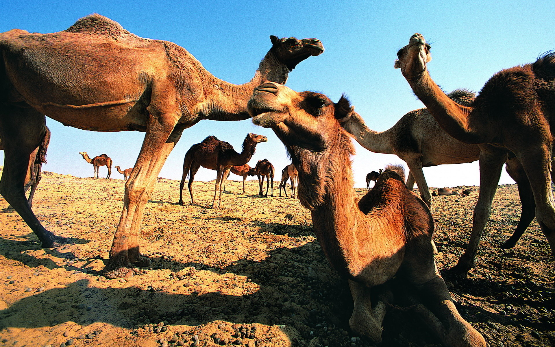 Awesome Camel free background ID:123462 for hd 1920x1200 desktop