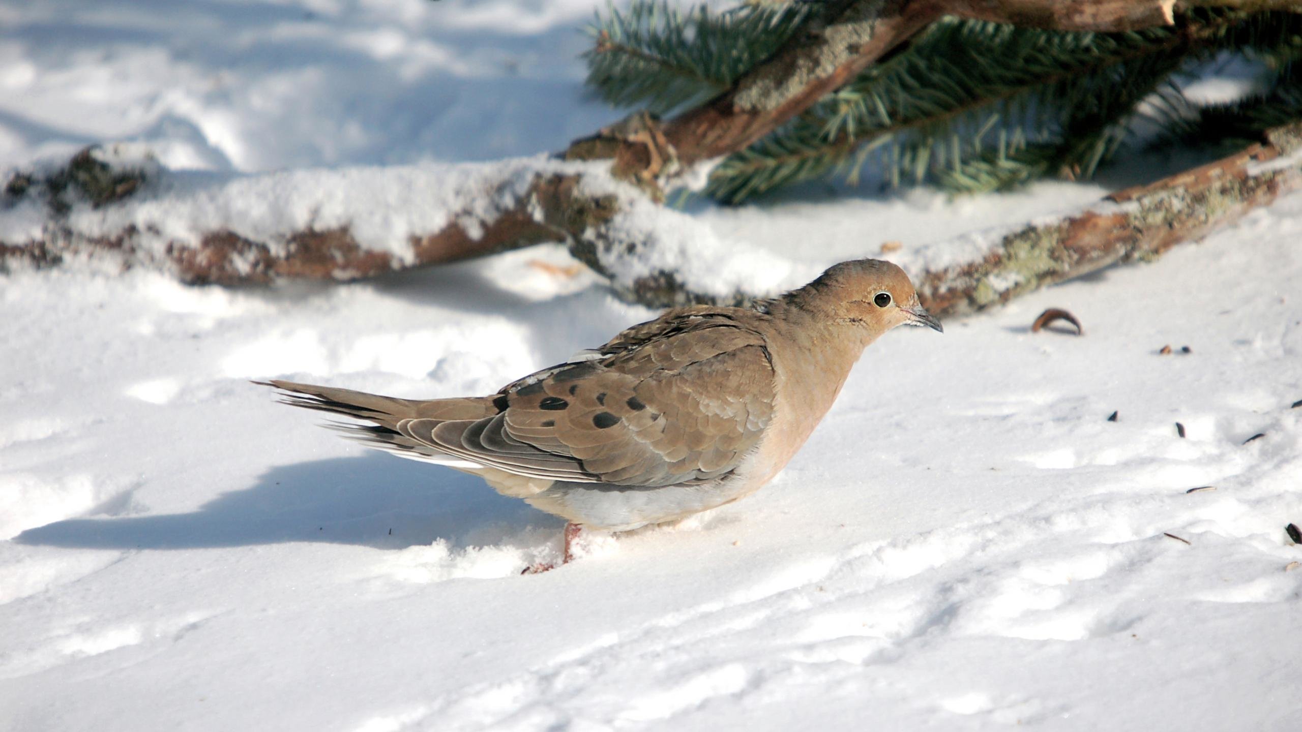 High resolution Dove hd 2560x1440 background ID:357279 for desktop