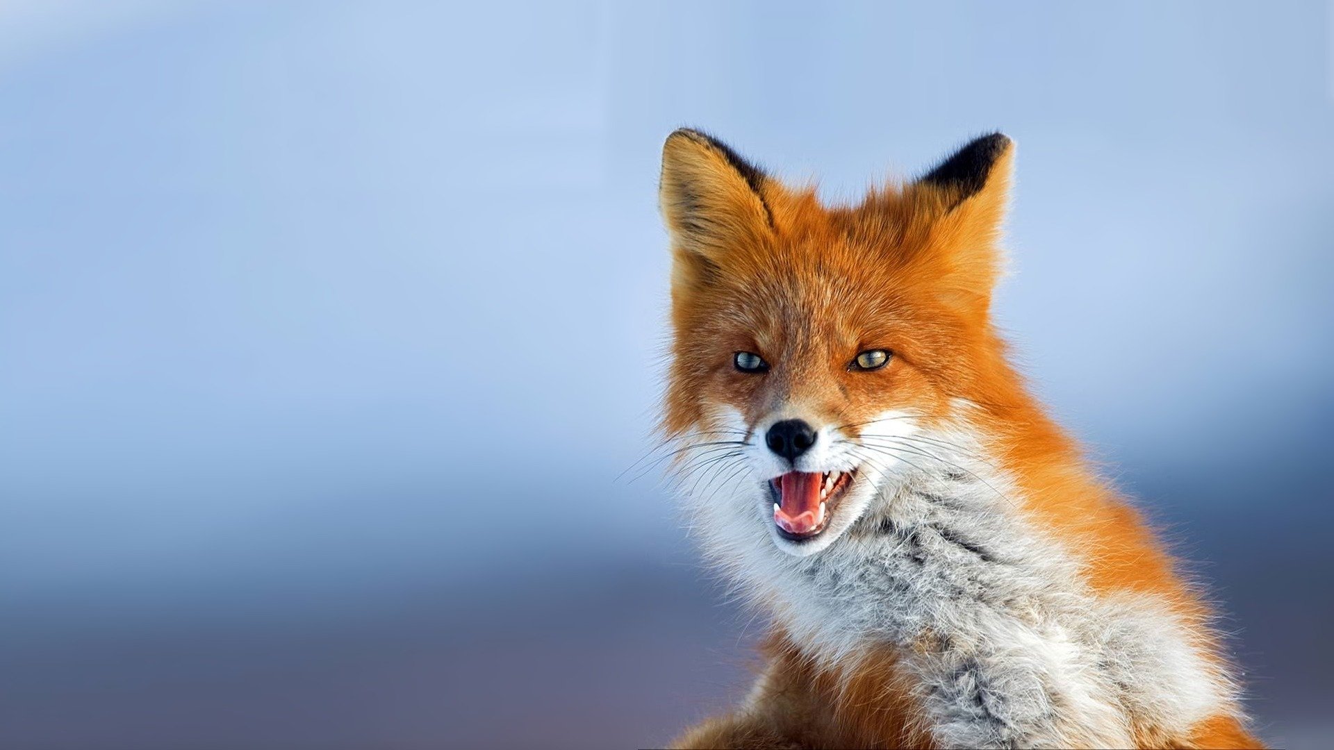 Free Fox high quality background ID:58567 for hd 1920x1080 PC