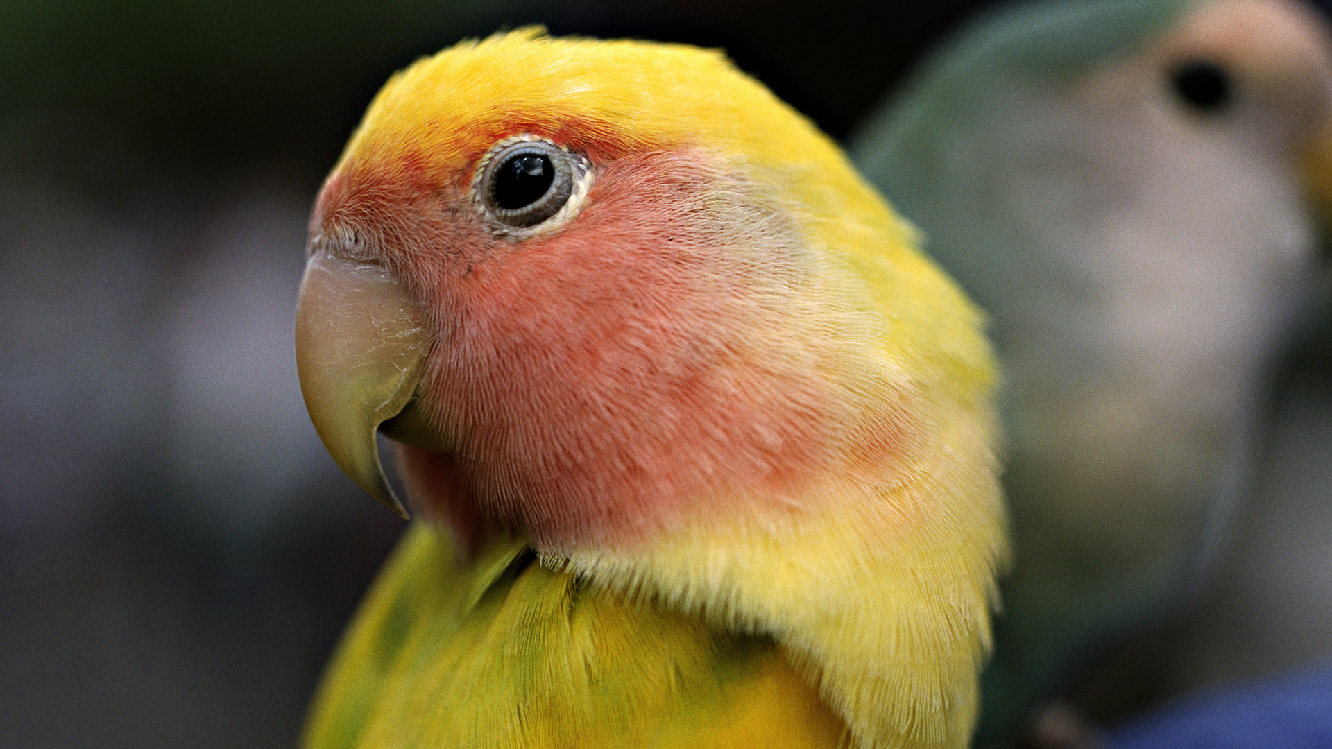 Free Parrot high quality background ID:25789 for hd 1920x1080 computer