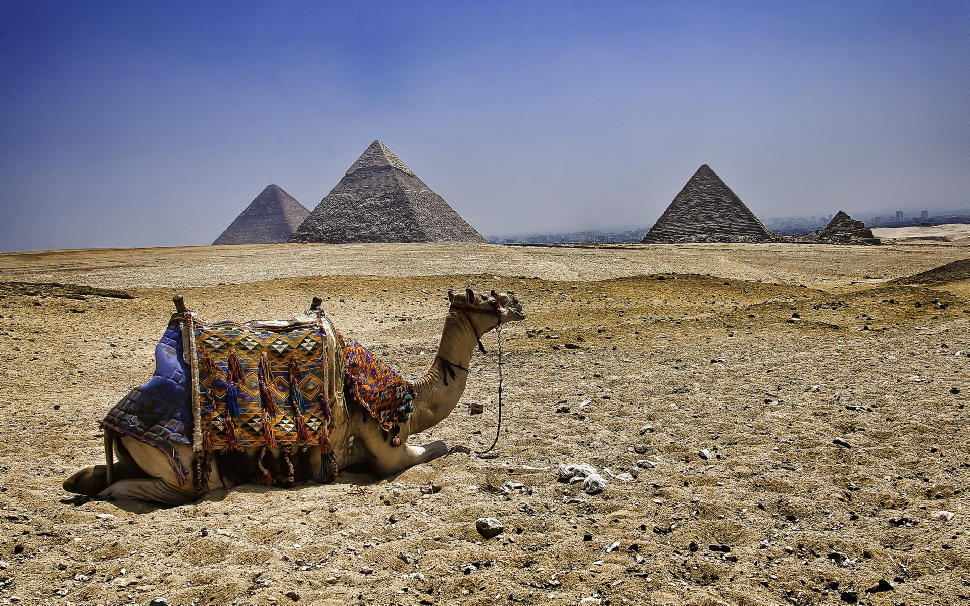 Free Camel high quality background ID:123461 for hd 1920x1200 computer