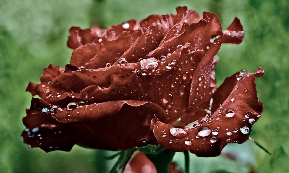 High resolution Rose hd 1200x720 wallpaper ID:472956 for computer