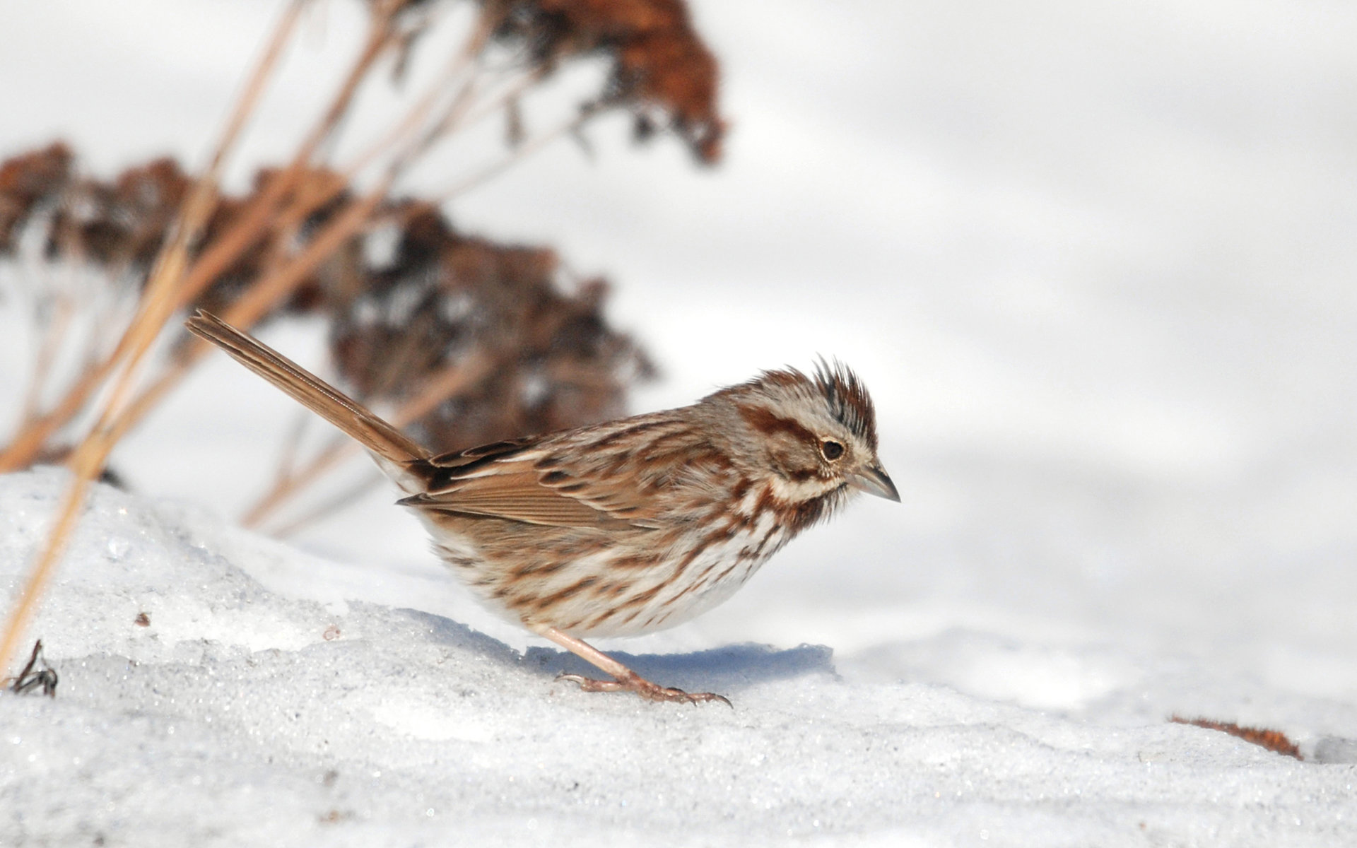 Download hd 1920x1200 Sparrow PC background ID:110721 for free