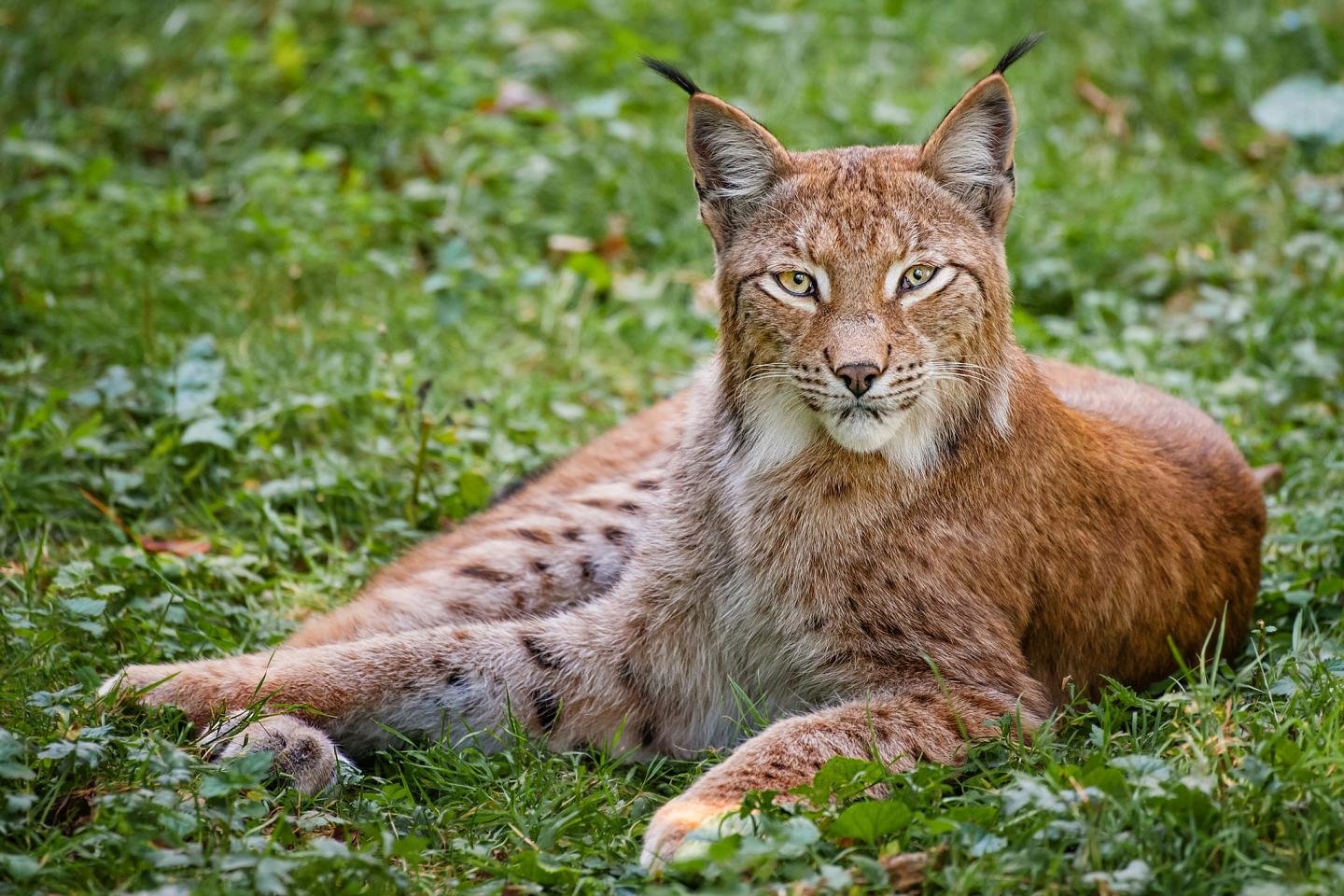 High resolution Bobcat hd 1440x960 background ID:191643 for computer